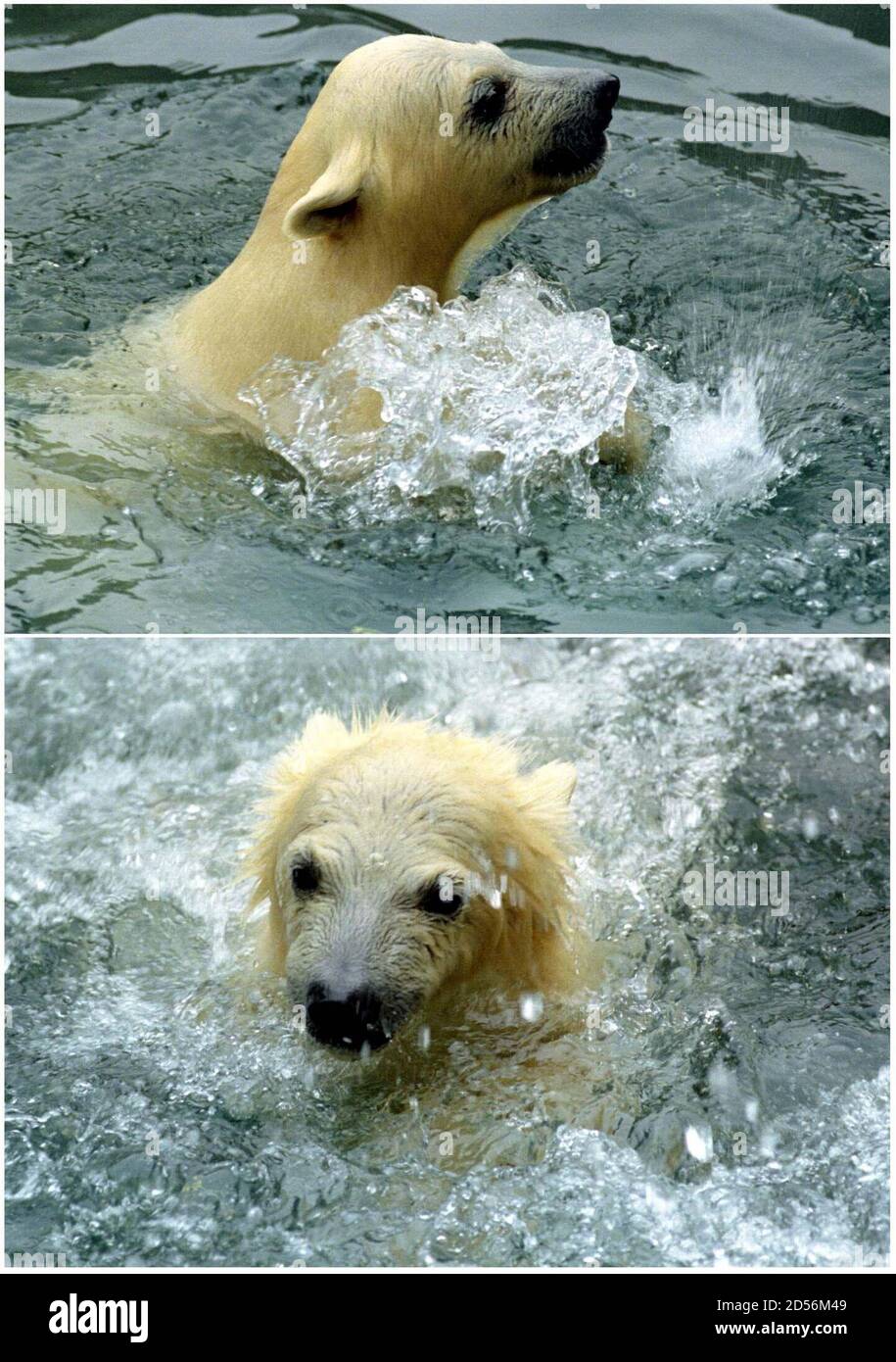 Polar bear cubs Taco (TOP) and Winner are seen in this combo picture as  they splash in the water learning how to swim in the Rotterdam zoo, April  25. The cubs were