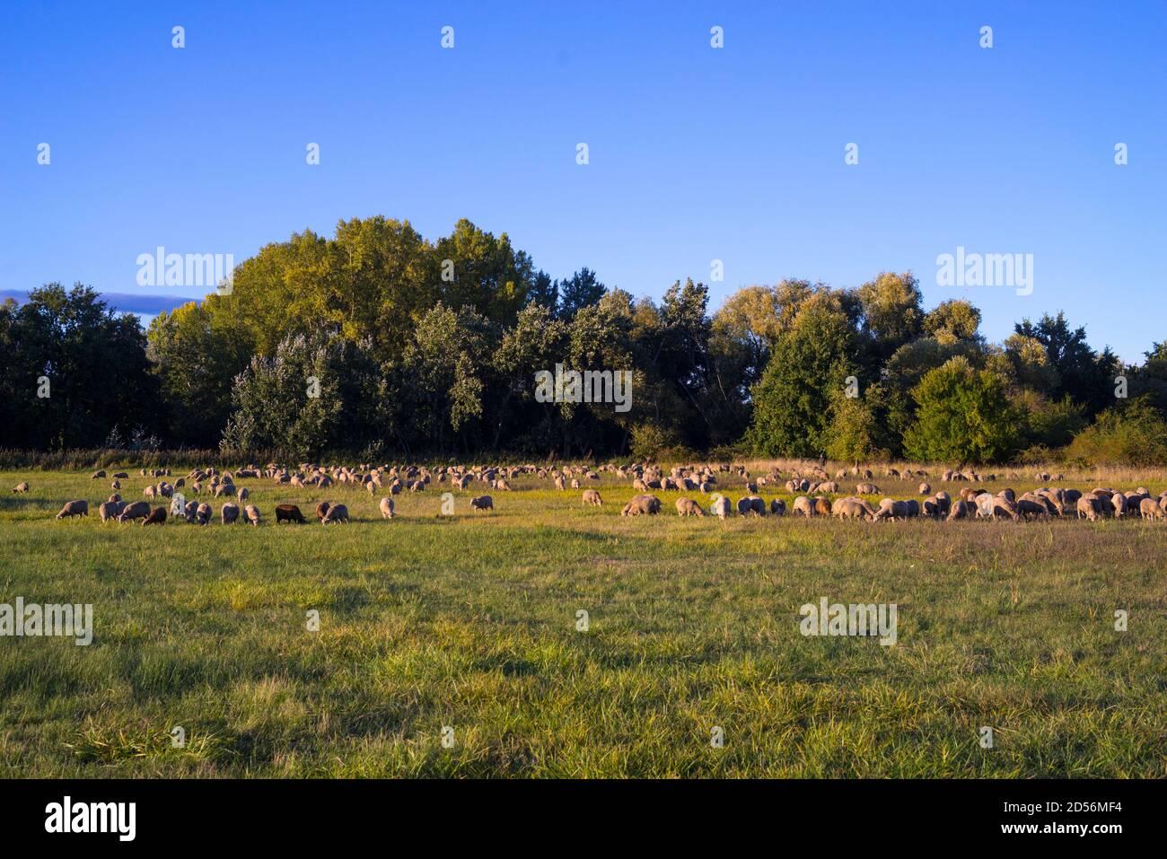 Sheep on a meadow Stock Photo - Alamy