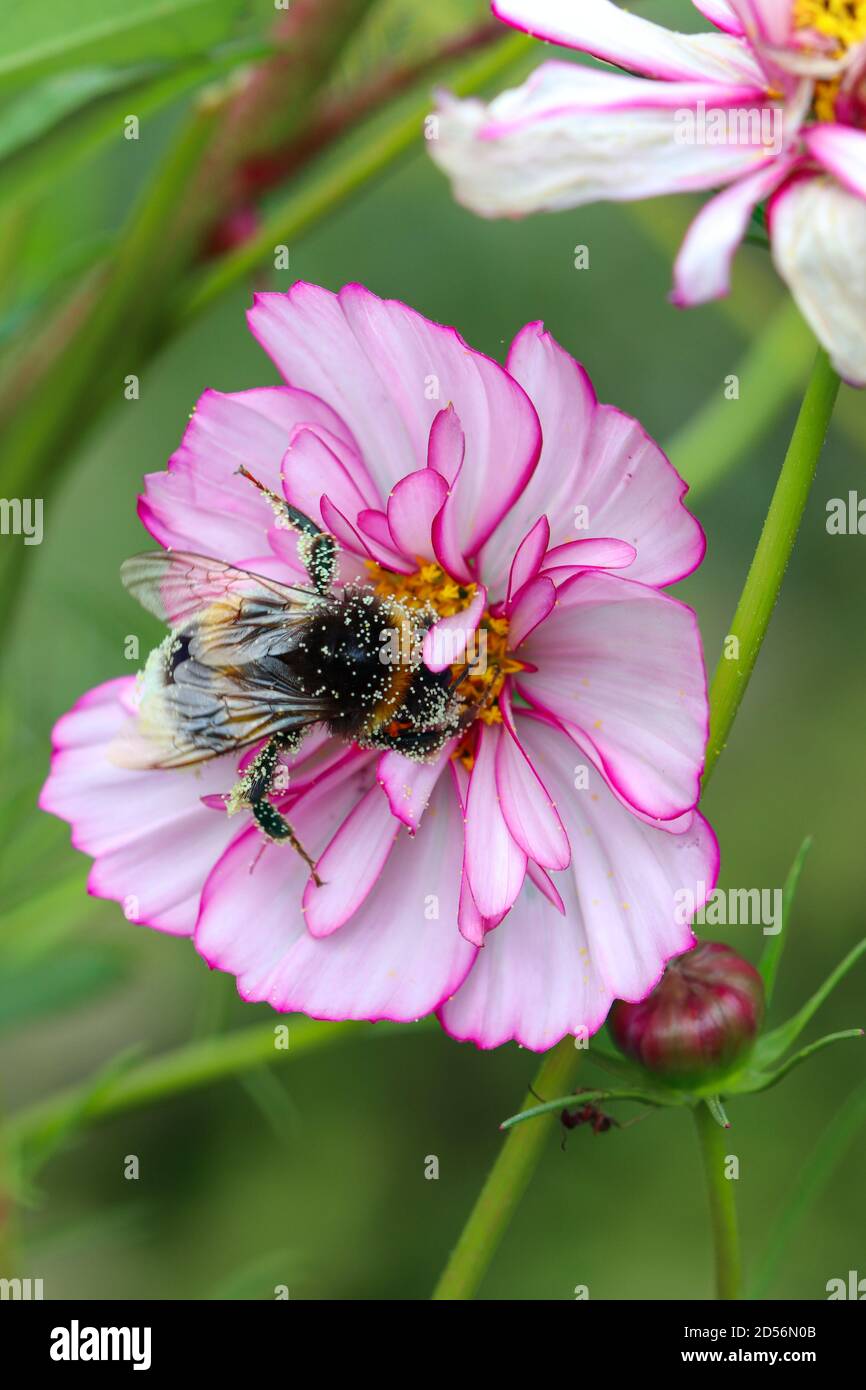 Pink cosmos flower hi-res stock photography and images - Alamy