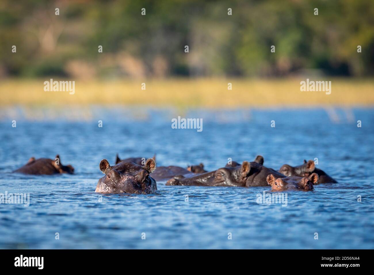 Hippo pod resting in water in afternoon sunlight in Chobe River in Botswana Stock Photo