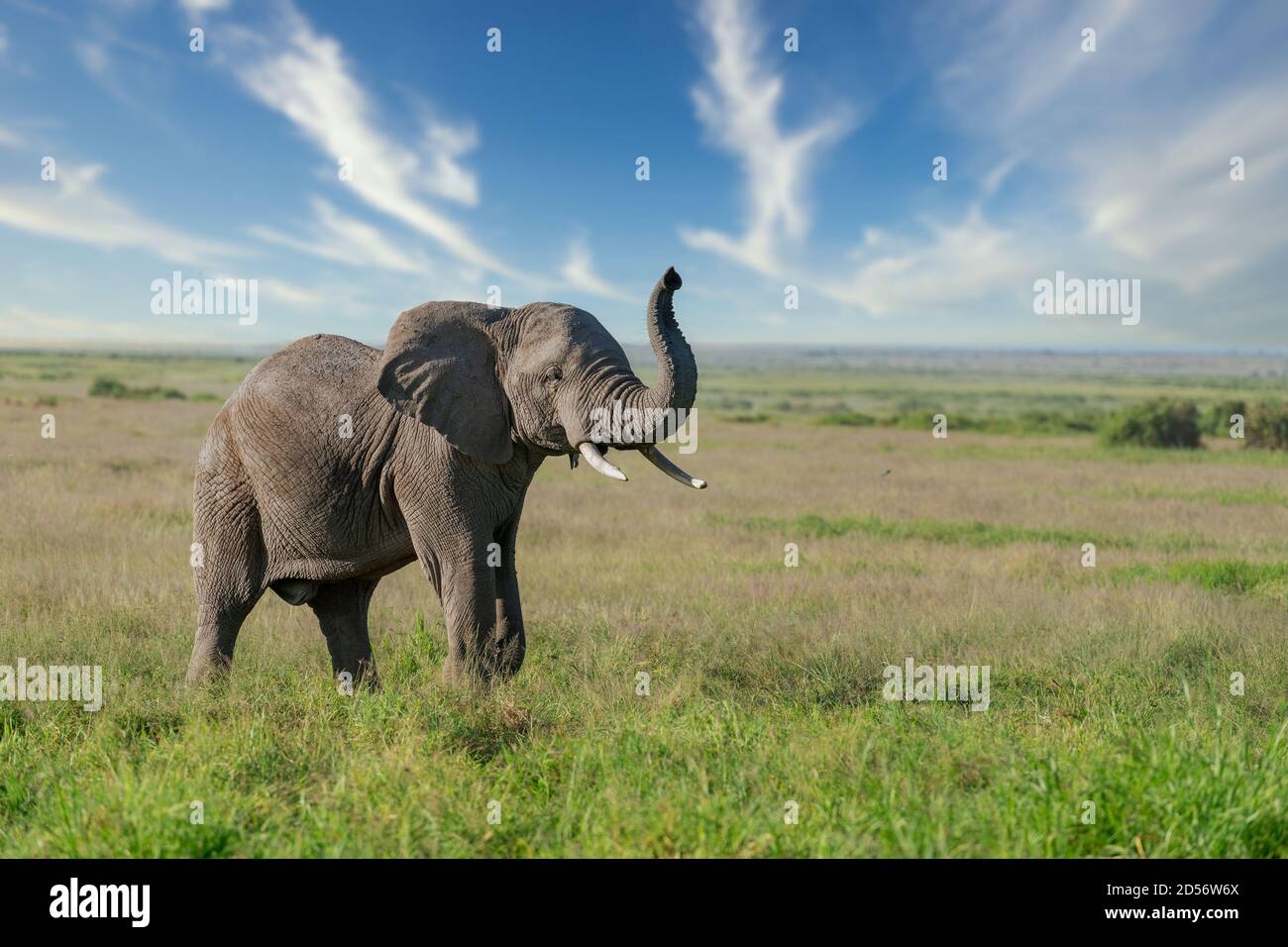 wide image of African elephant on a sunny day at amboseli national park at kenya near to mt kilimanjaro ( Tanzania ) Stock Photo