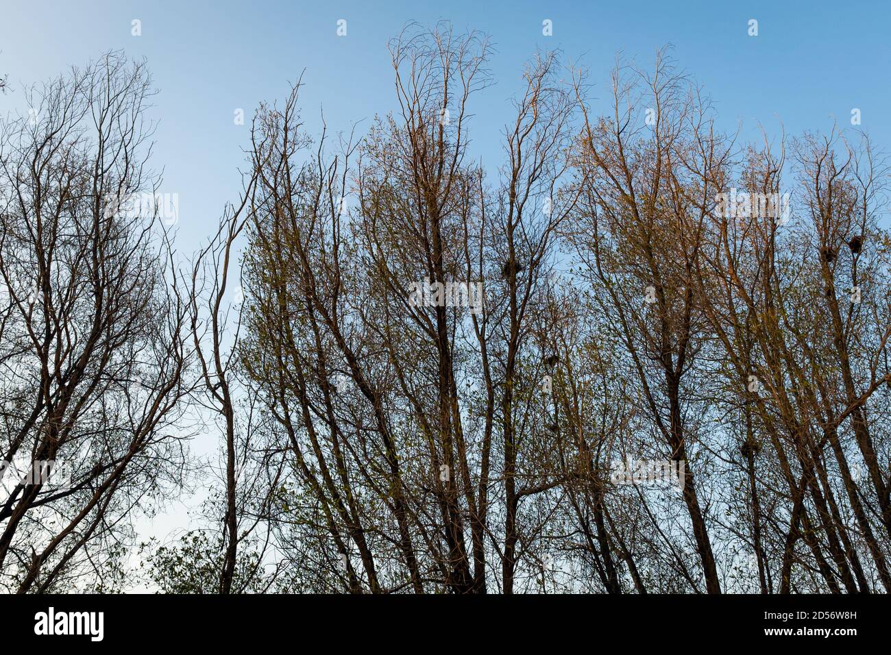 Leafless trees in desert hi-res stock photography and images - Alamy