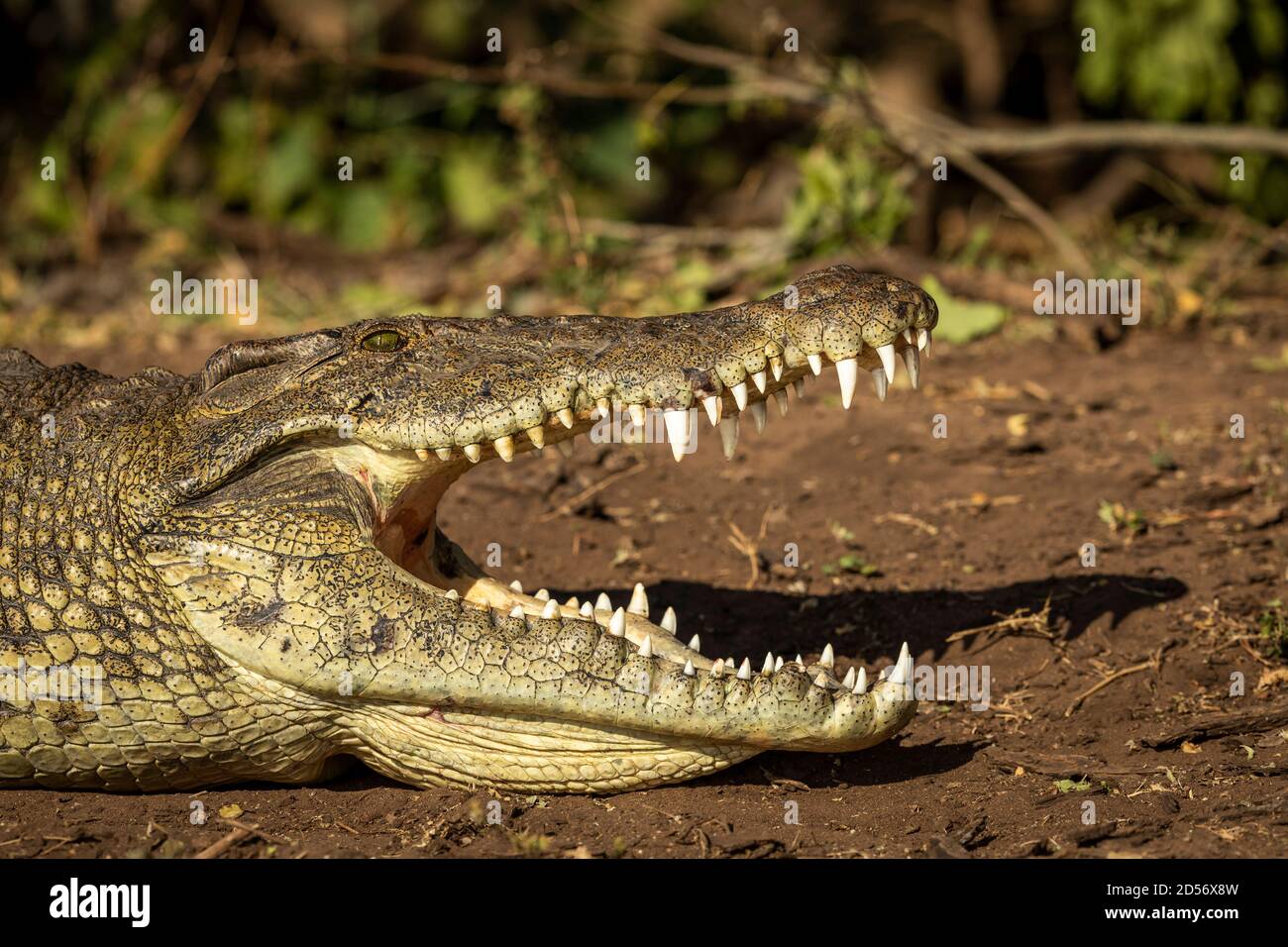 Nile crocodile with its mouth open showing big teeth lying on brown soil at the edge of water in Chobe River in Botswana Stock Photo