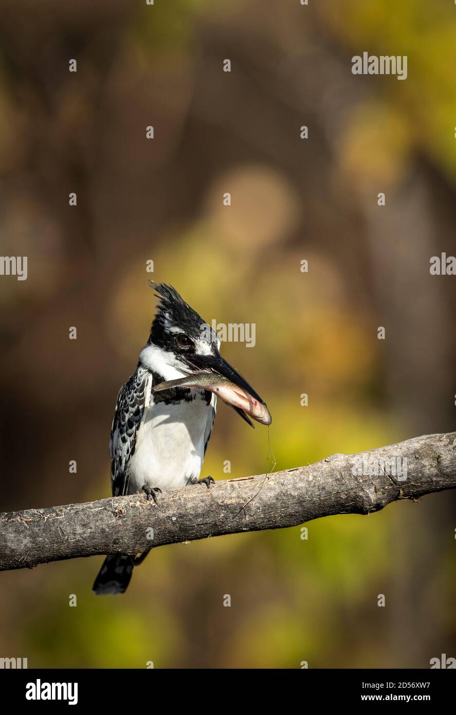 Vertical portrait of a pied kingfisher holding a small fish in its beak in Chobe River in Botswana Stock Photo