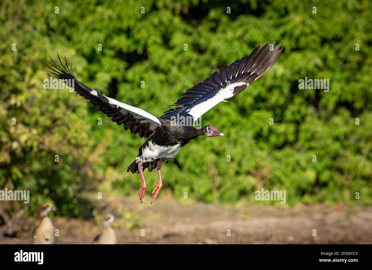 Spurwing goose taking off with green bush in the background in Chobe River in Botswana Stock Photo