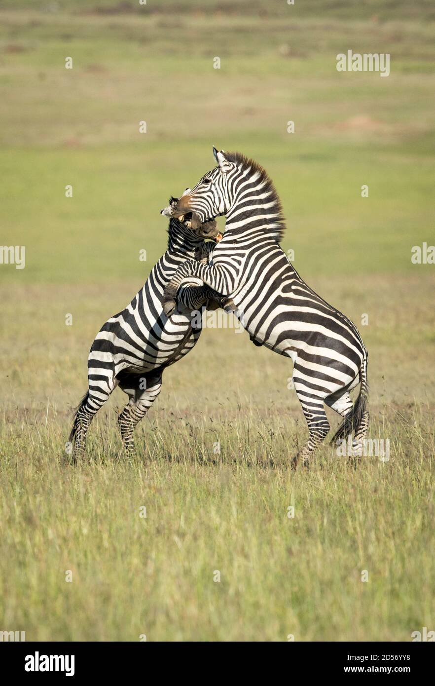 Two zebras standing on back legs biting each other in the morning sunlight in Masai Mara in Kenya Stock Photo