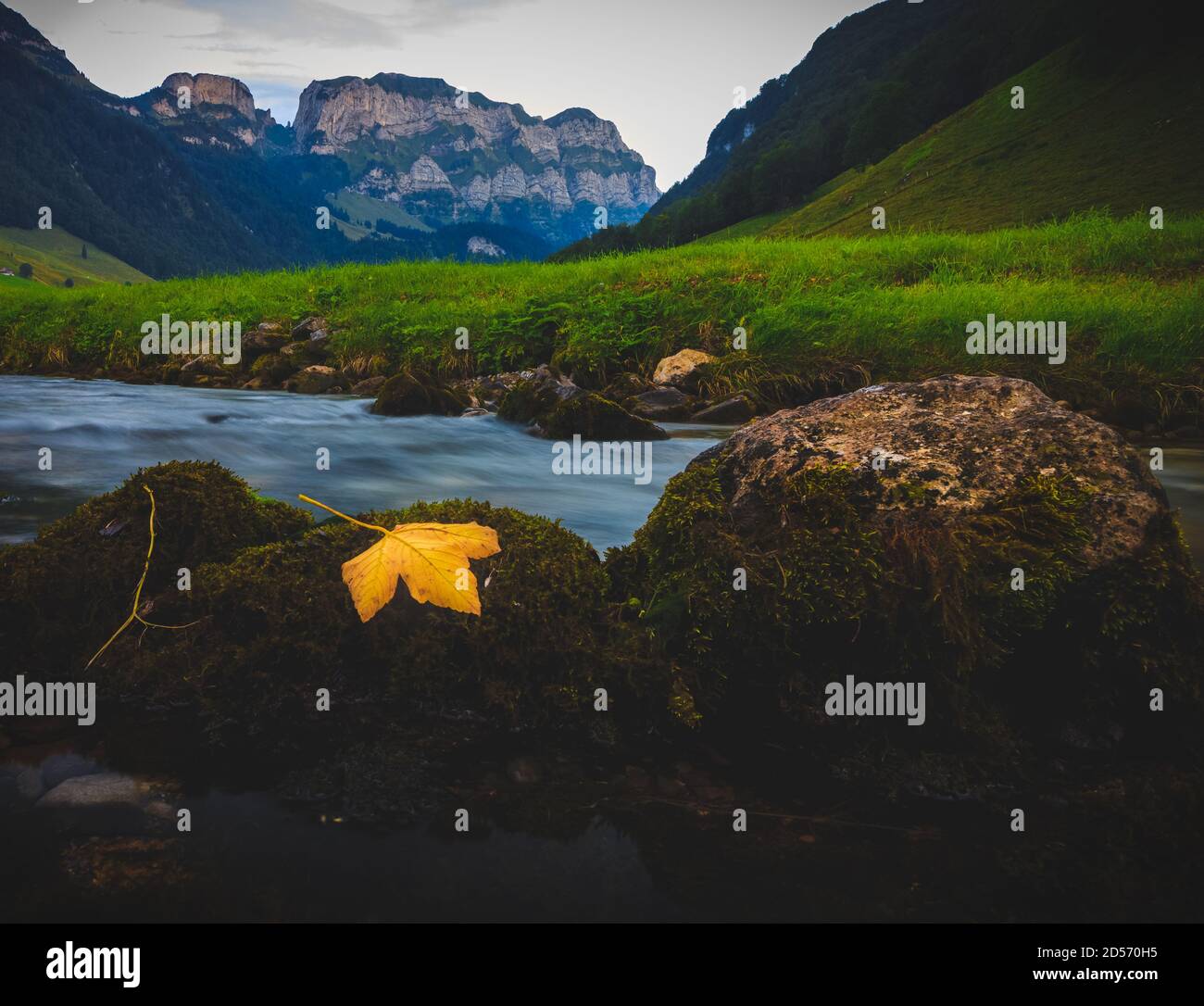 yellow maple leaf on a stone in the river, Appenzell, Alps Stock Photo
