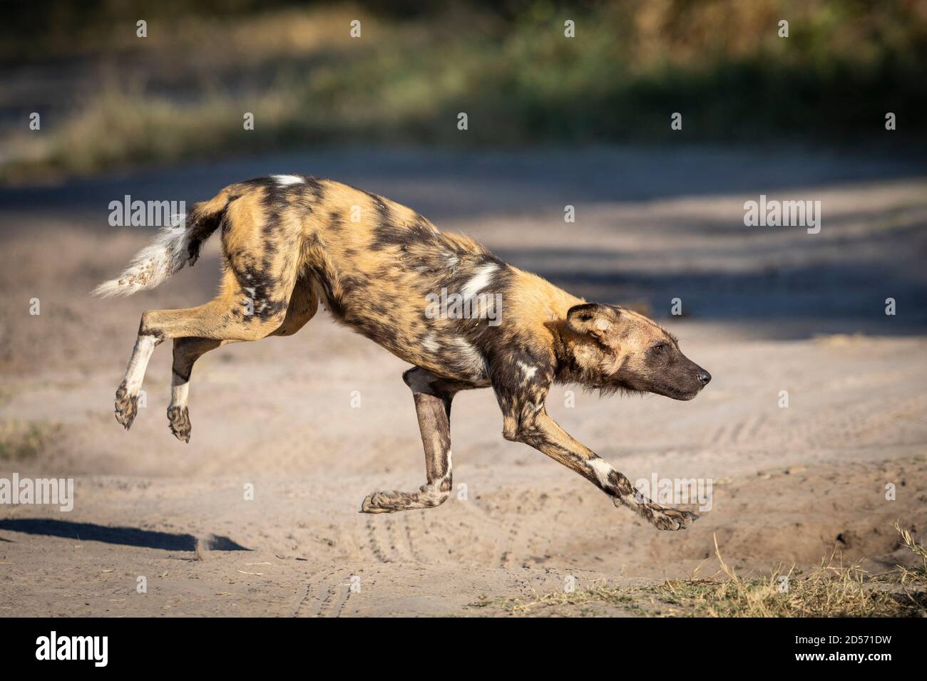 Wilddog jumping on a sandy road in golden morning sunlight in Khwai River in Okavango Delta in Botswana Stock Photo