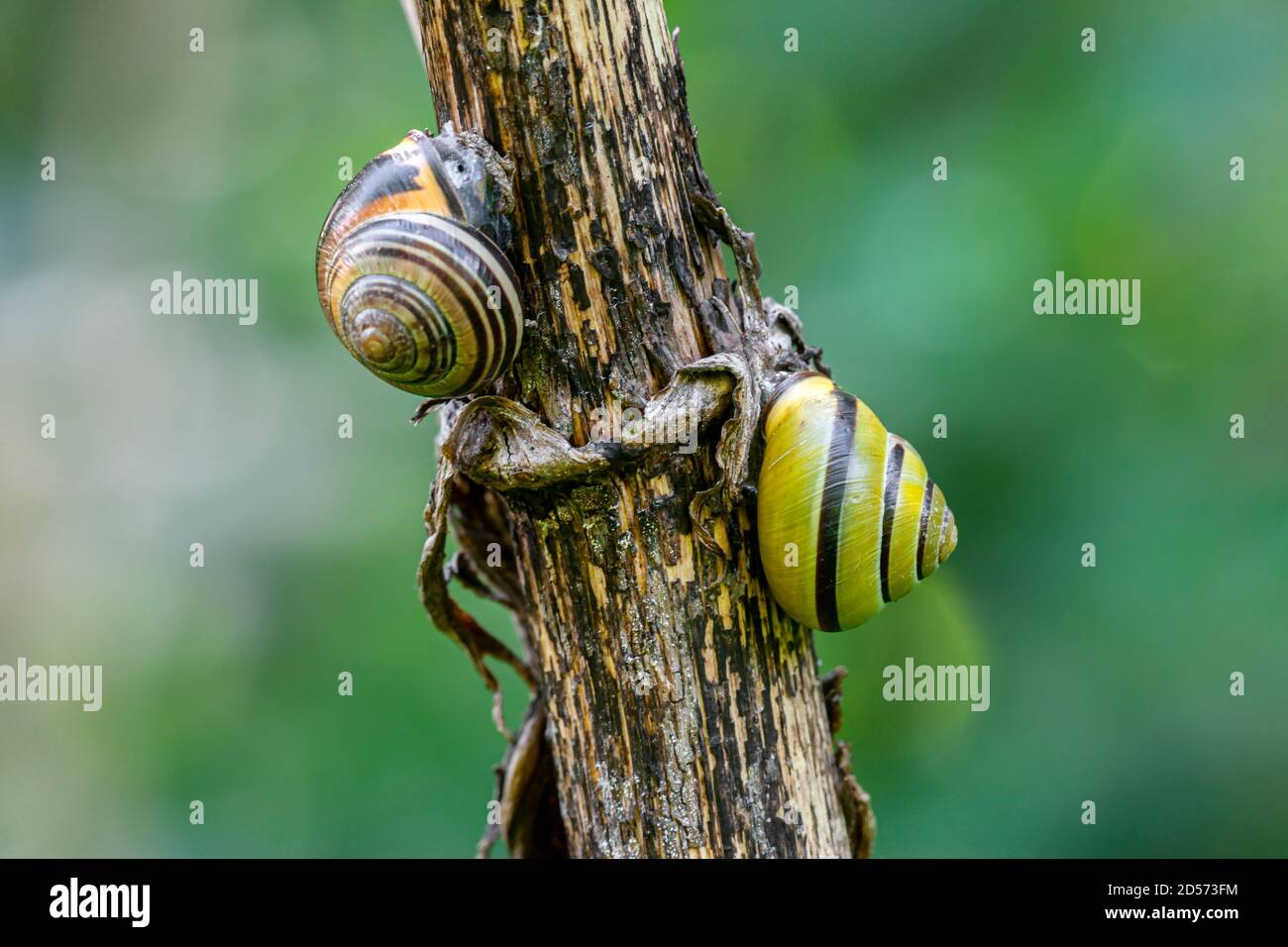 Plant grazer hi-res stock photography and images - Alamy