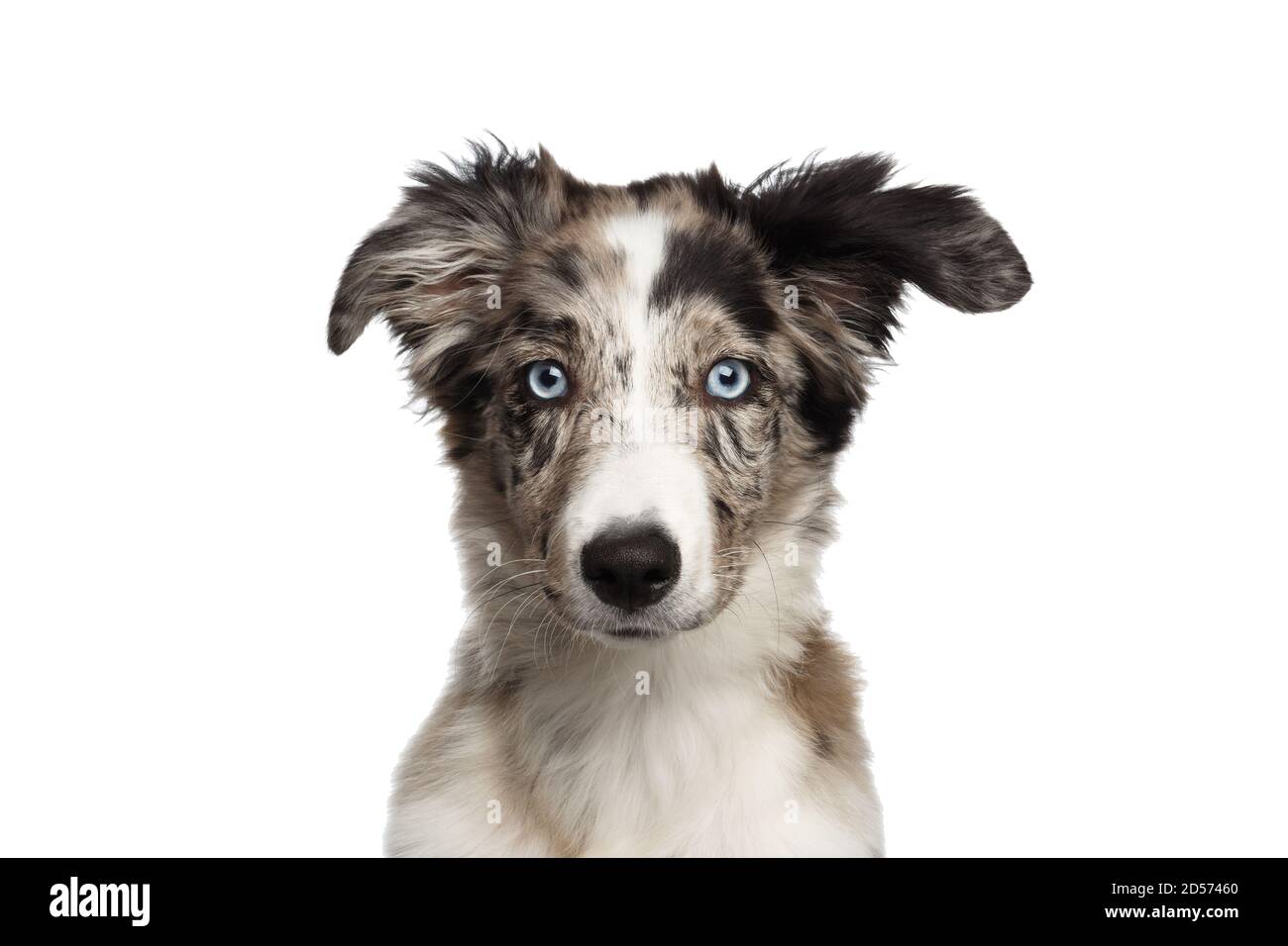 Portrait of Border collie Puppy with blue eyes looking at camera on Isolated White Background Stock Photo