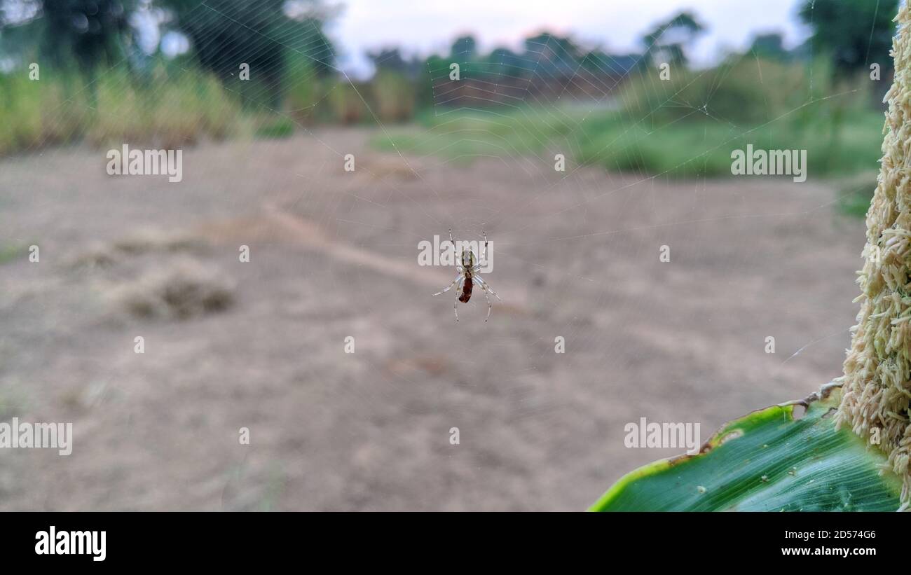 Morning time, Close up macro shot of a European garden spider (cross spider, Araneus diadematus) sitting in a spider web Stock Photo