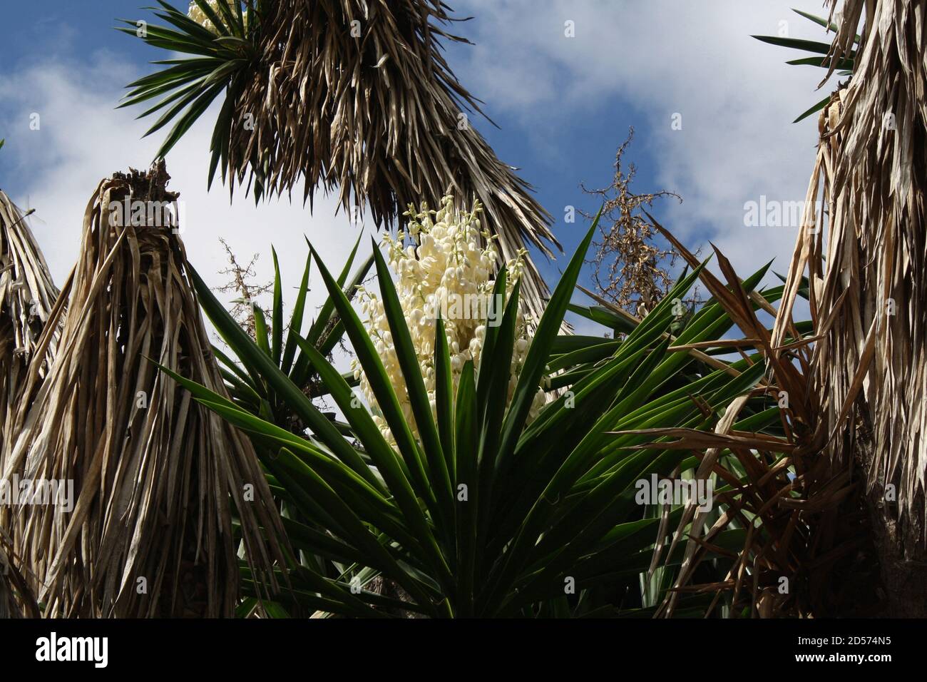 Yucca-Palme Stock Photo