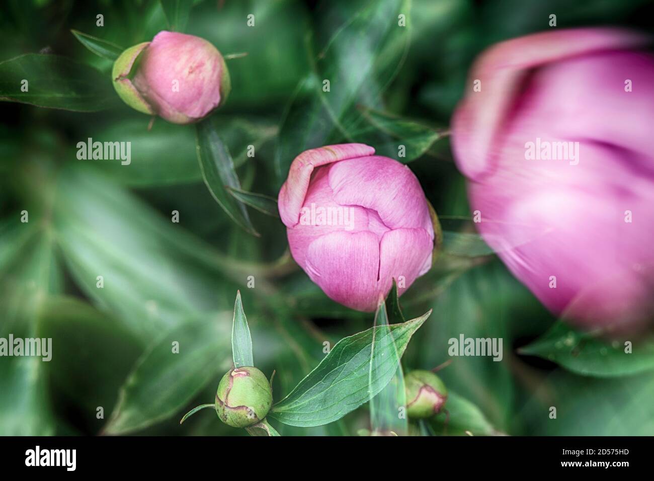 Pink peony buds on a background of green leaves. Blurred background. Abstract natural postcard or picture for wallpaper. Stock Photo