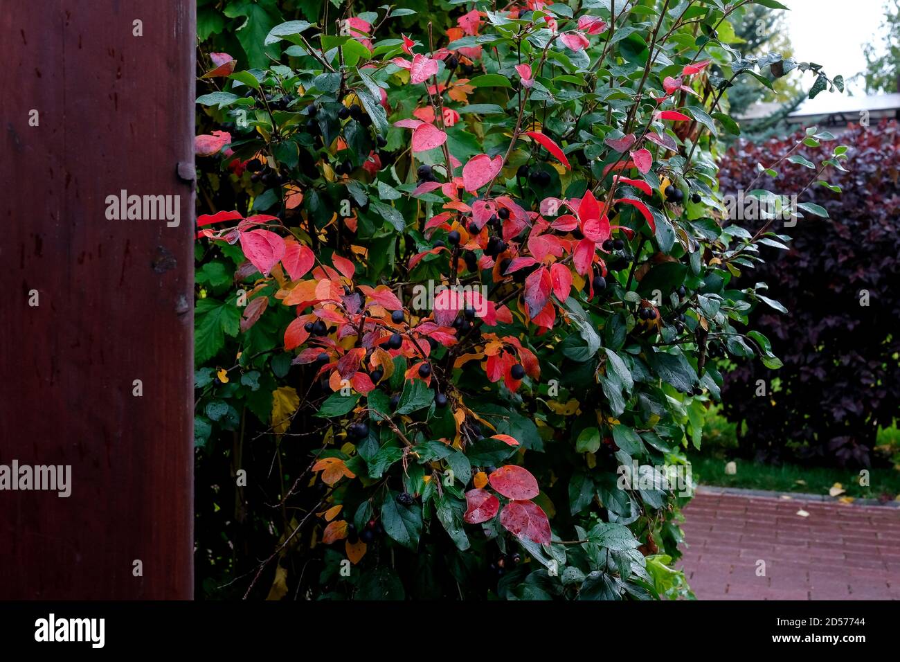 Cotoneaster bush near the fence. Autumn season. Stock Photo