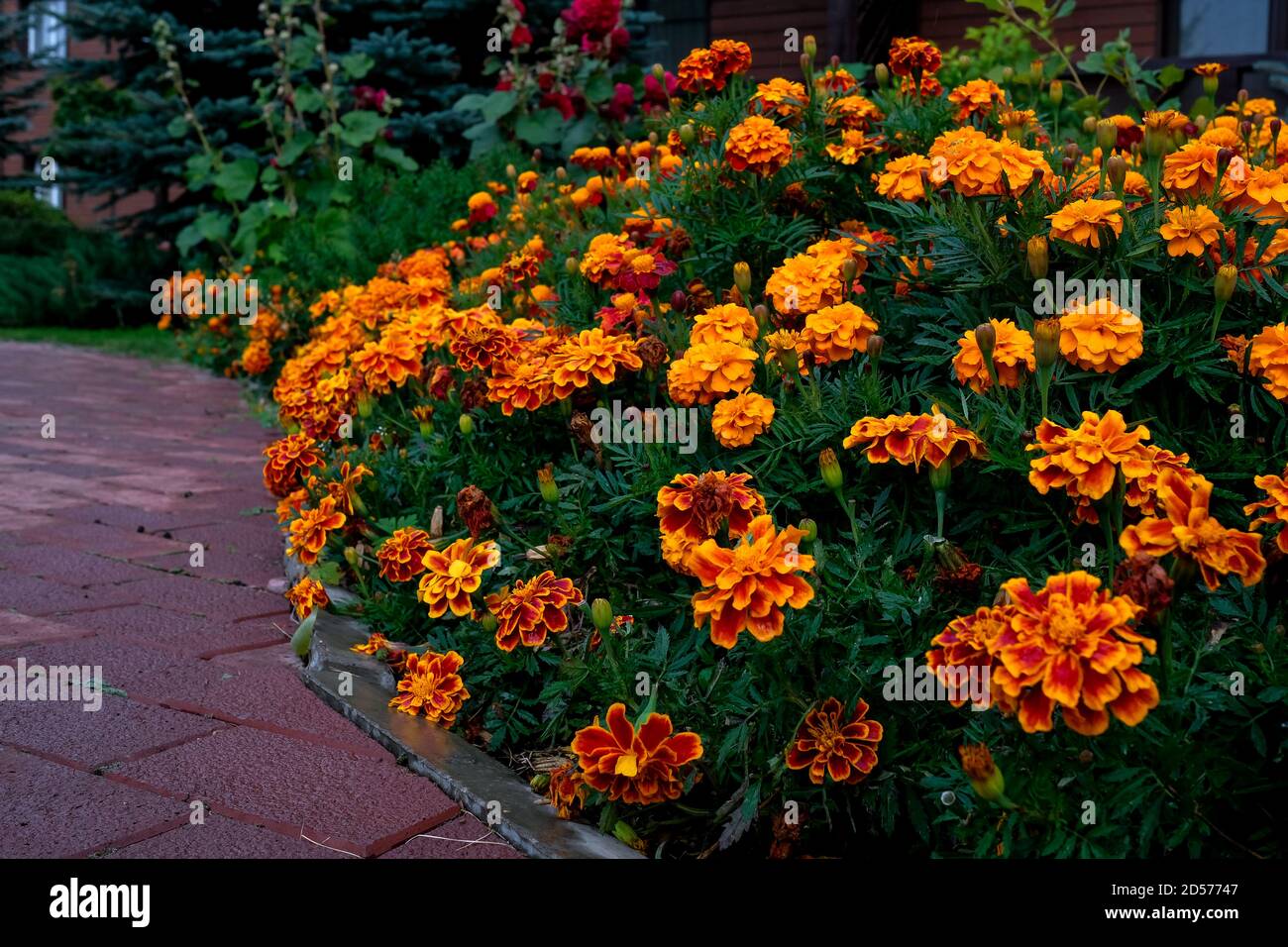 Tagetes grows along the path. Autumn orange low flowers. Stock Photo