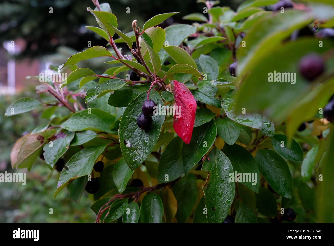 Black cotoneaster berries. Autumn leaves on the bush. Stock Photo