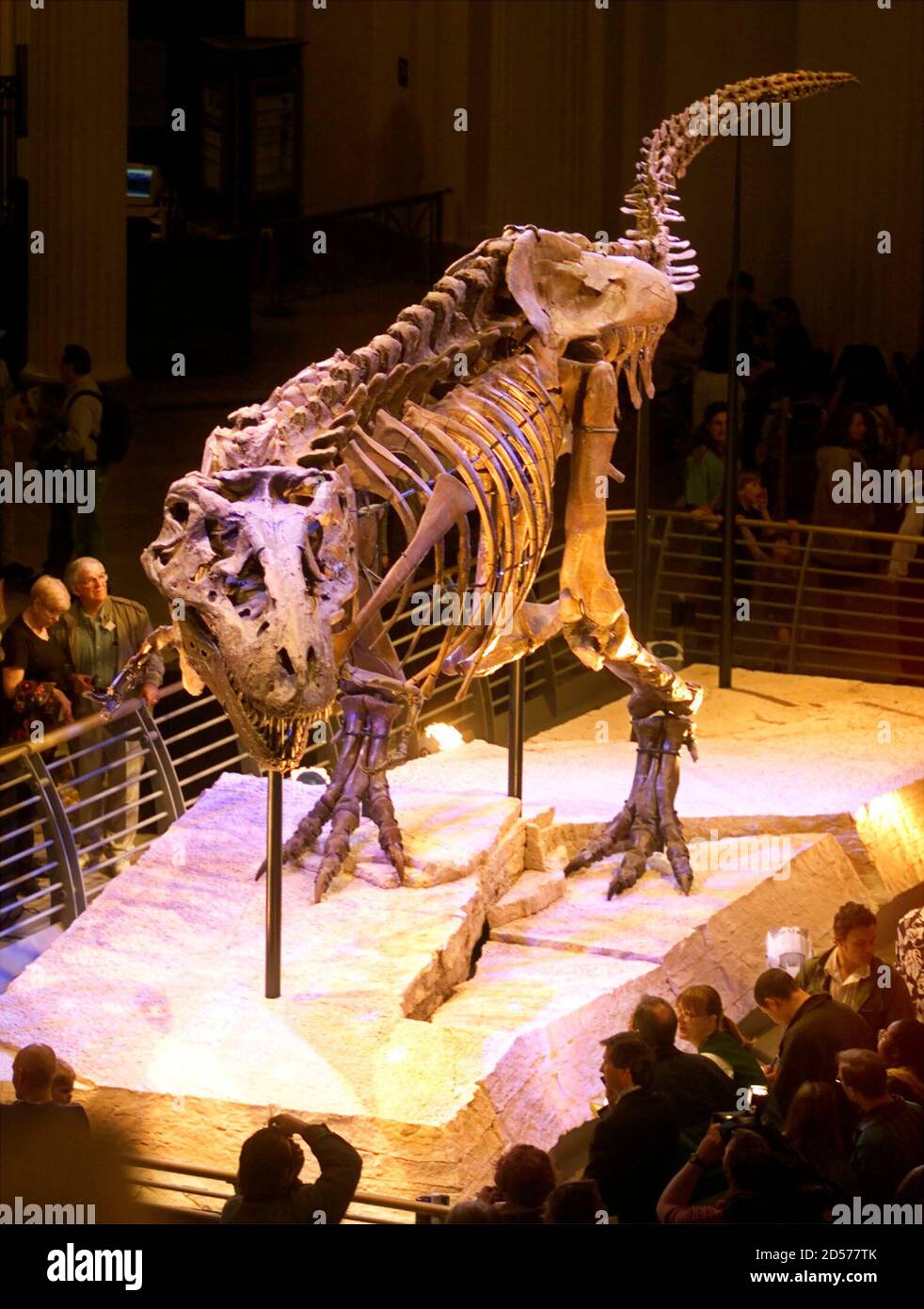 Sue dinosaur hi-res stock photography and images - Alamy