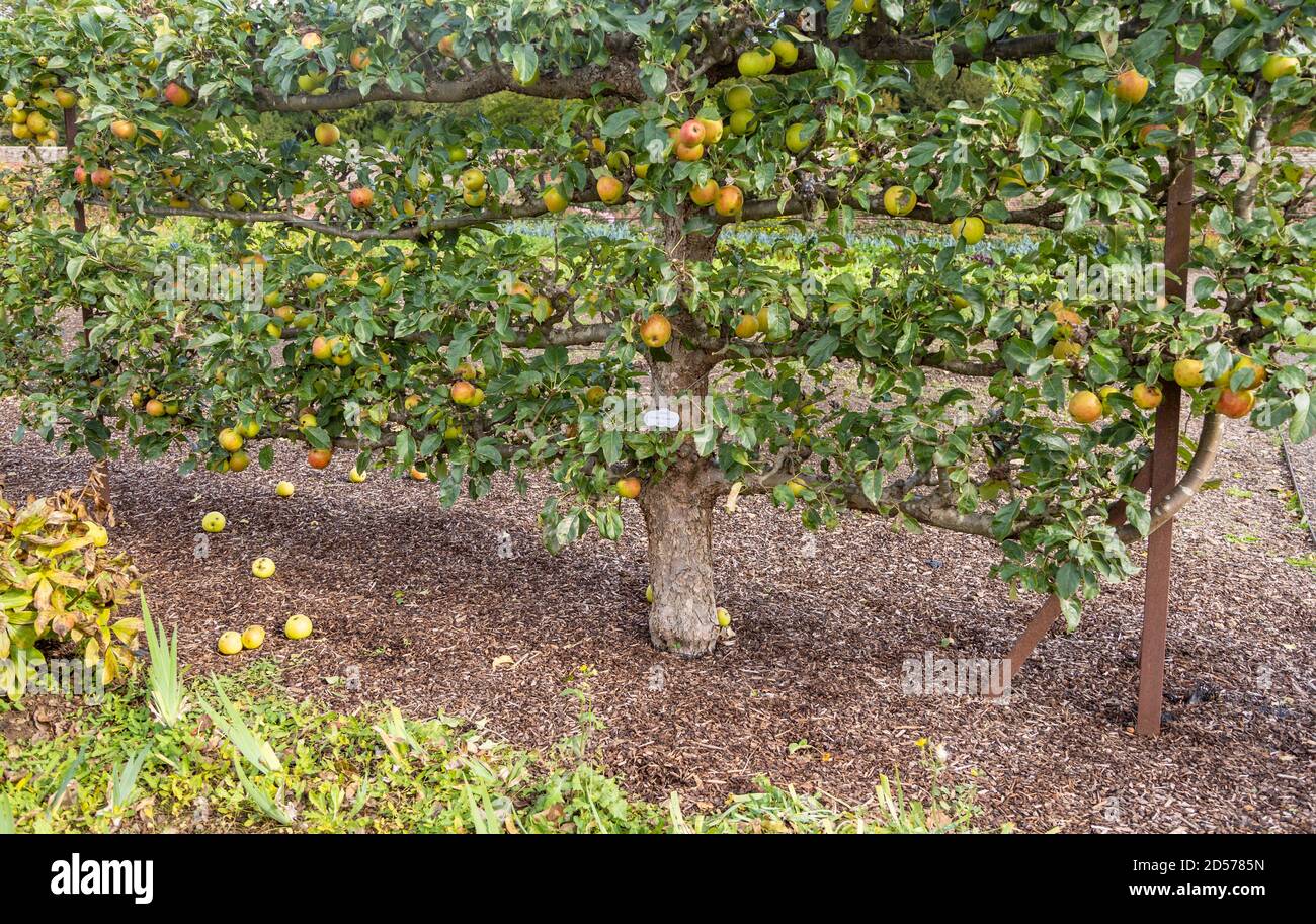 Apple variety Golden Reinette from 1600 in the walled organic Kitchen Garden, Audley End House, Essex, England, UK Stock Photo
