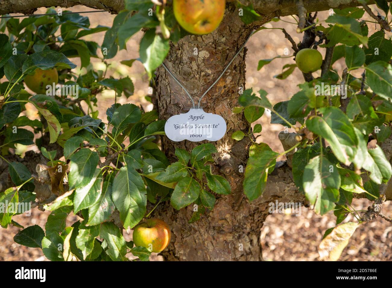 Apple variety Golden Reinette from 1600 in the walled organic Kitchen Garden, Audley End House, Essex, England, UK Stock Photo
