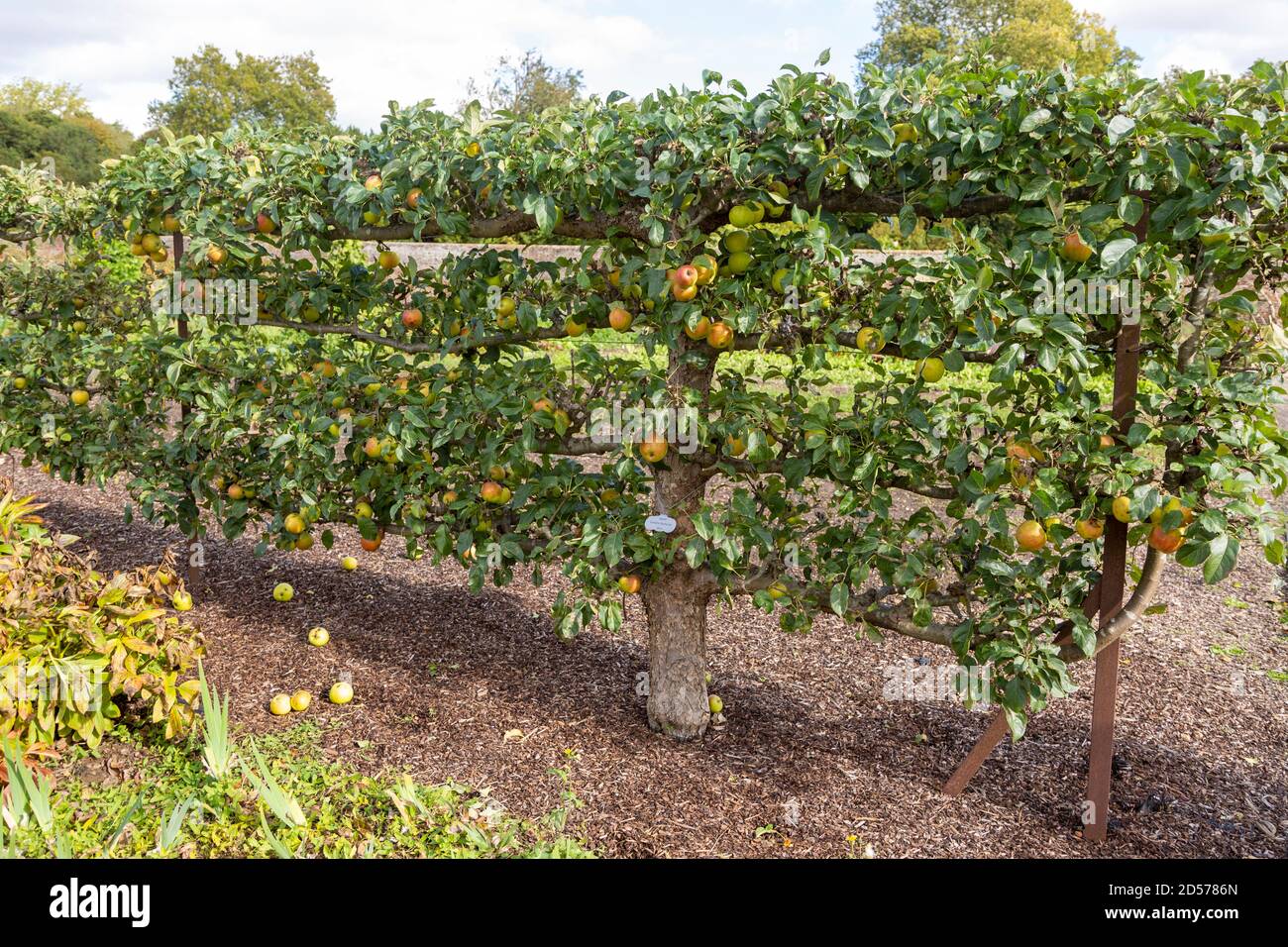 Apple variety Golden Reinette from 1600 in the walled organic Kitchen Garden, Audley End House, Essex, England, UK Stock Photo