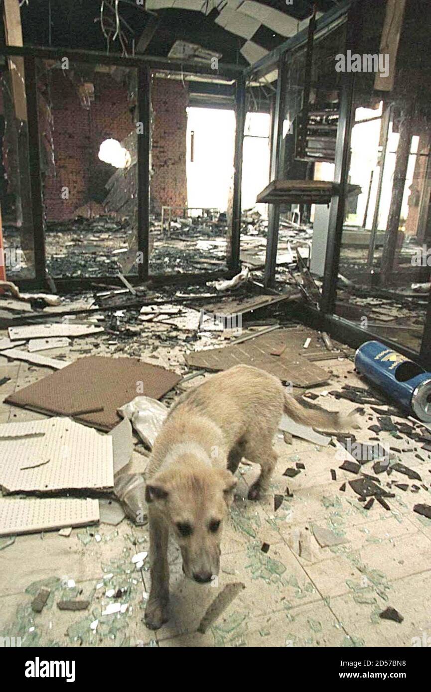 Can Dogs Walk Through Airports