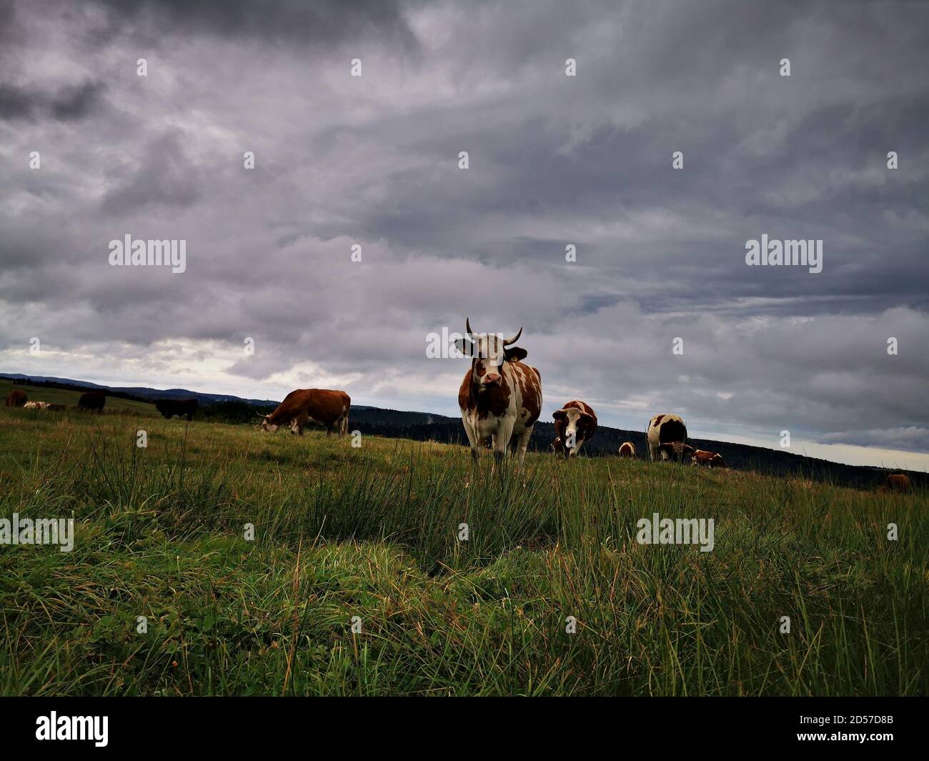 A Hareford cow grazing in a pasture against a cloudy sky Stock Photo ...