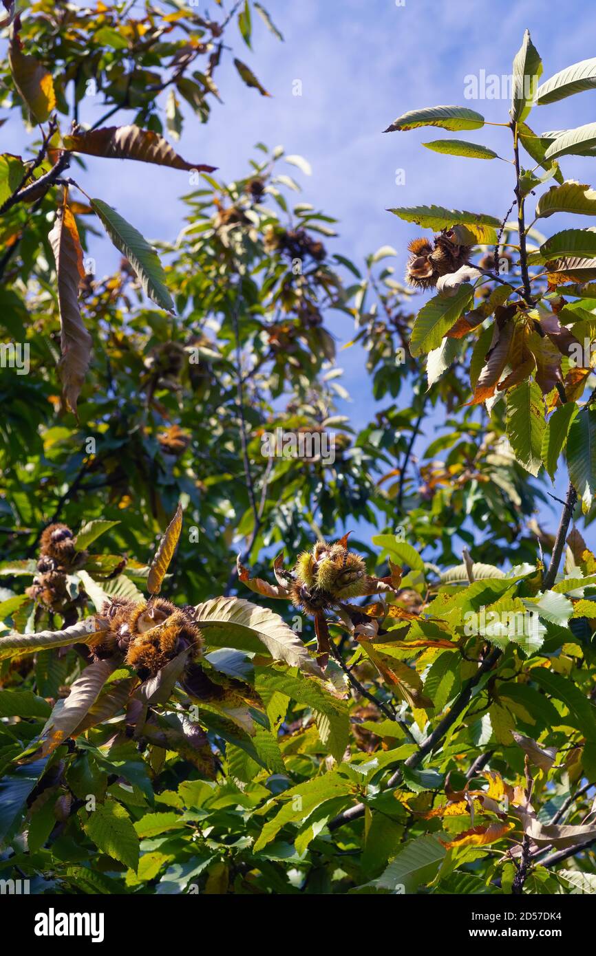Detail of chestnut tree with burrs filled with sweet chestnuts. Seasons, forest food and nature concepts Stock Photo