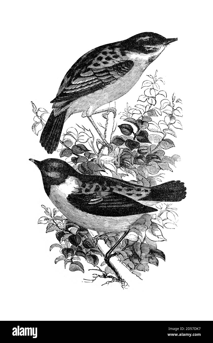 Stonechat birds on tree branch, vintage illustration. Sourced from antique book 'The Playtime Naturalist' by Dr. J.E. Taylor, published in London UK, Stock Photo