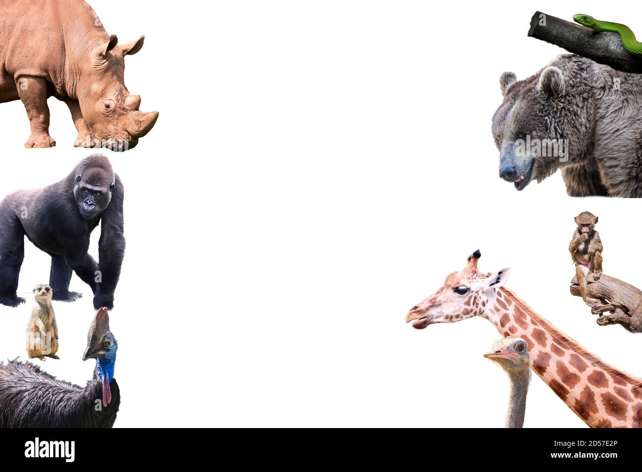 A large group of wild animals from the zoo on a white background. Wildlife  concept Stock Photo - Alamy