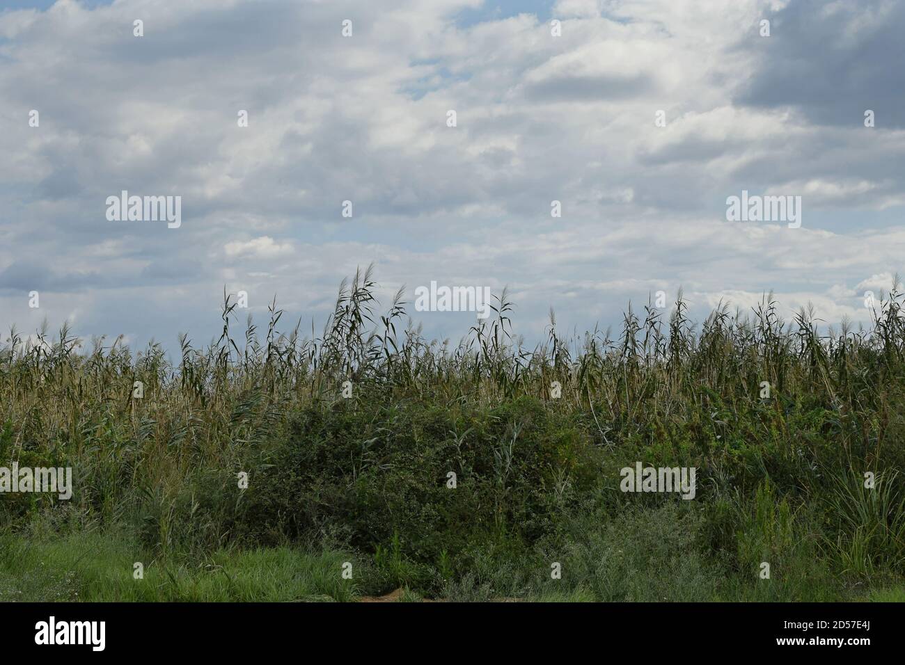 Reed plants dense vegetation and cloudy sky. Swamp landscape. Stock Photo