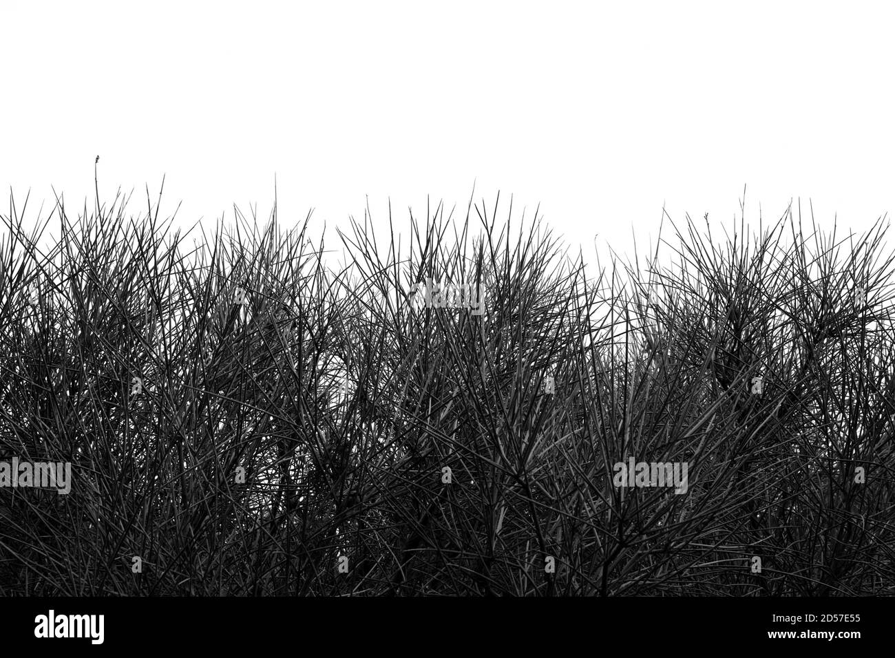 Dense spikes Black and White Stock Photos & Images - Alamy