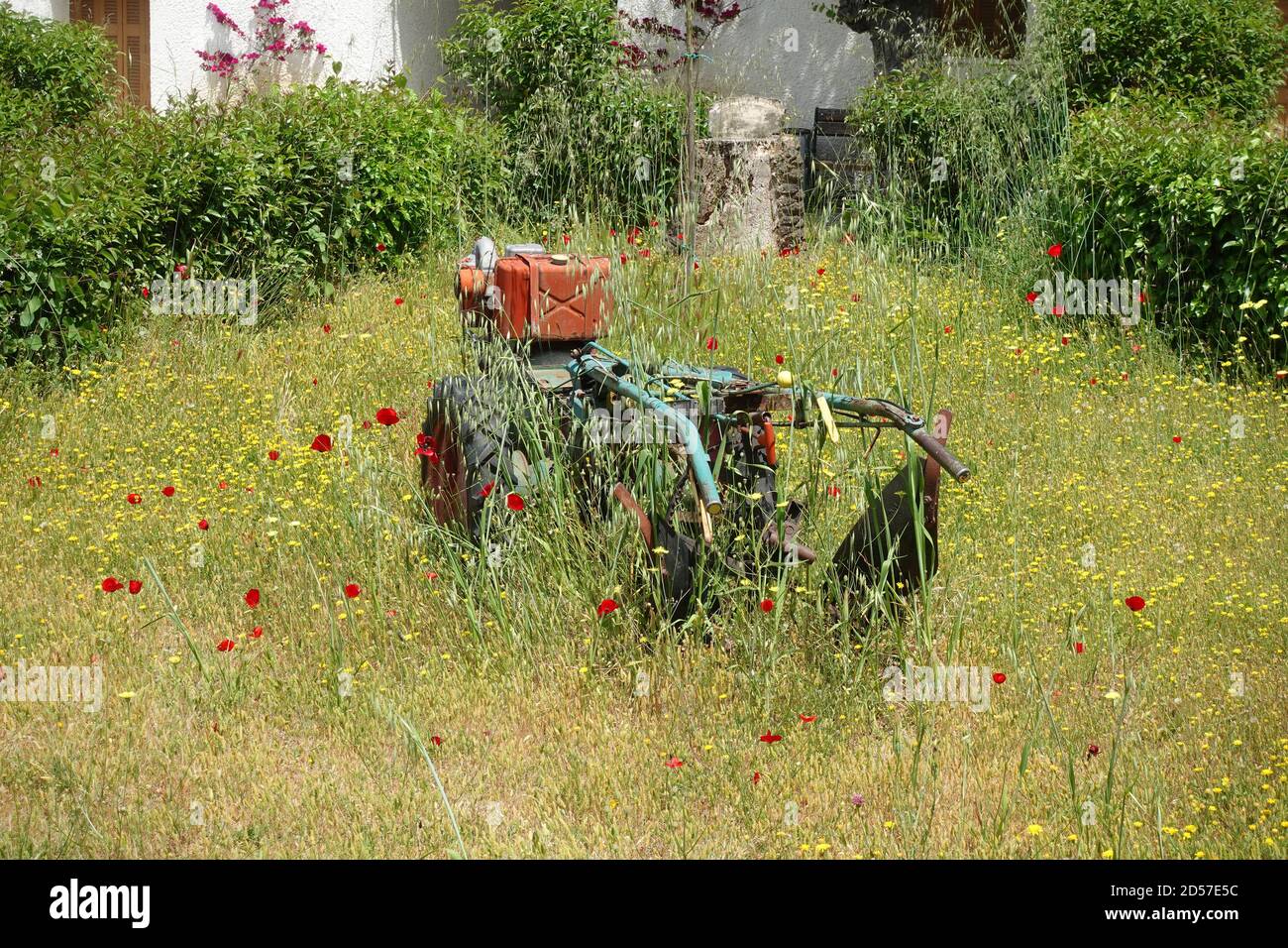 Tiller cultivator plow garden equipment and spring flowers. Stock Photo