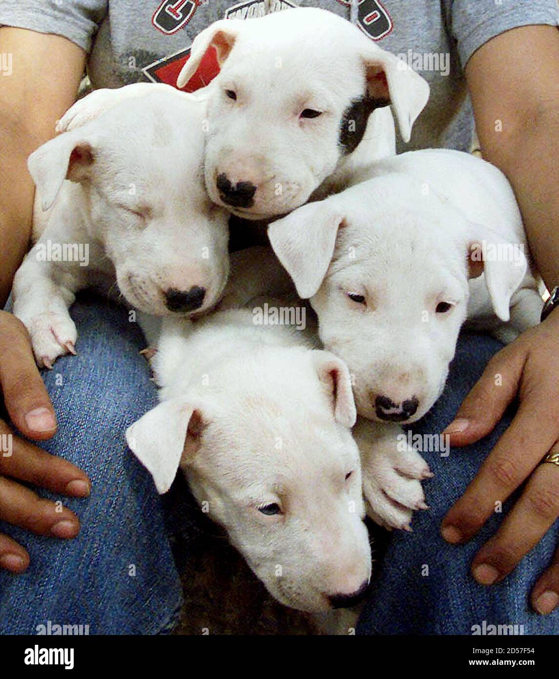 Breeds pit bull terrier hi-res stock photography and images - Alamy