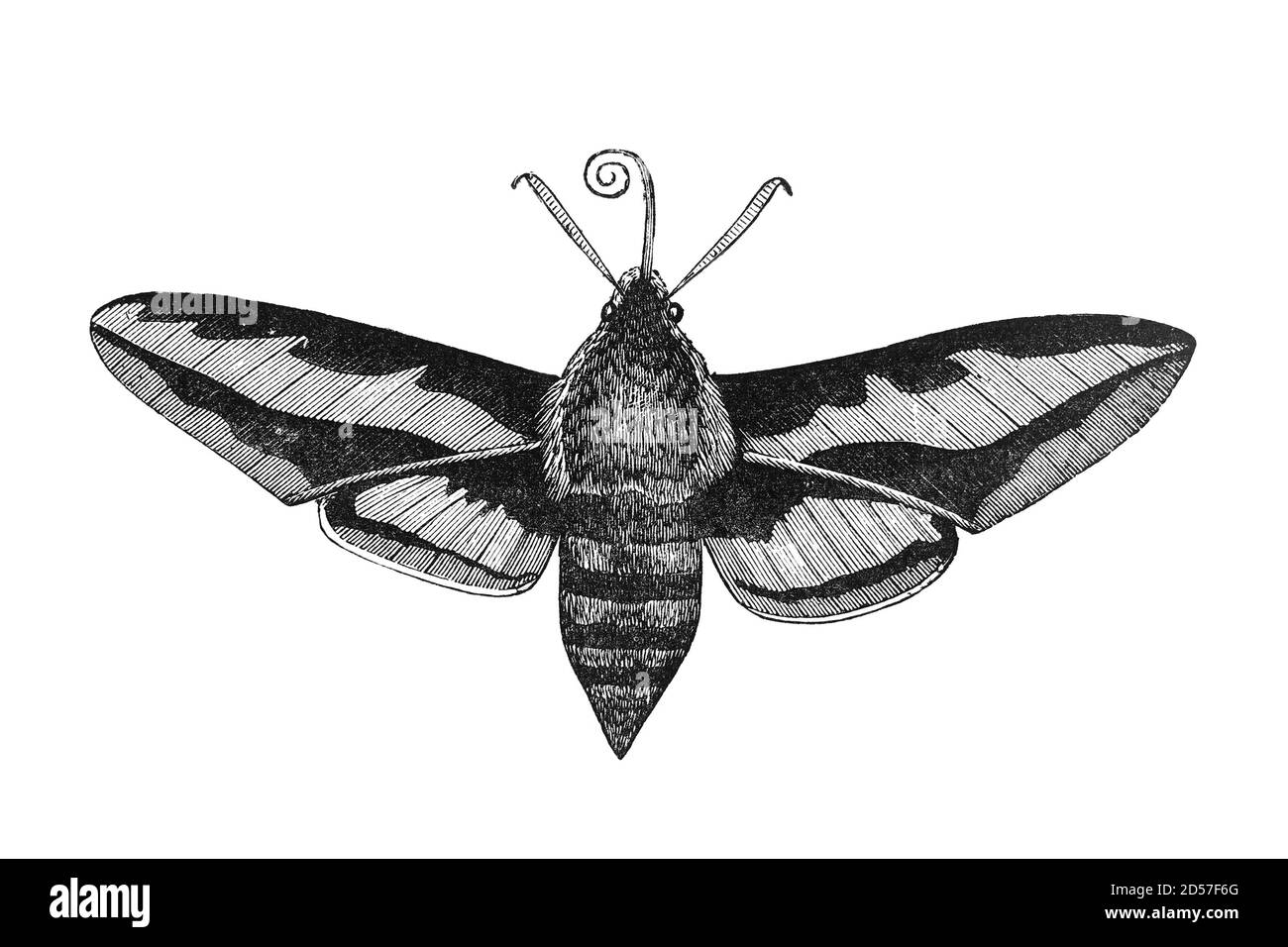 Bedstraw hawk moth insect, vintage illustration. Sourced from antique book 'The Playtime Naturalist' by Dr. J.E. Taylor, published in London UK, 1889. Stock Photo