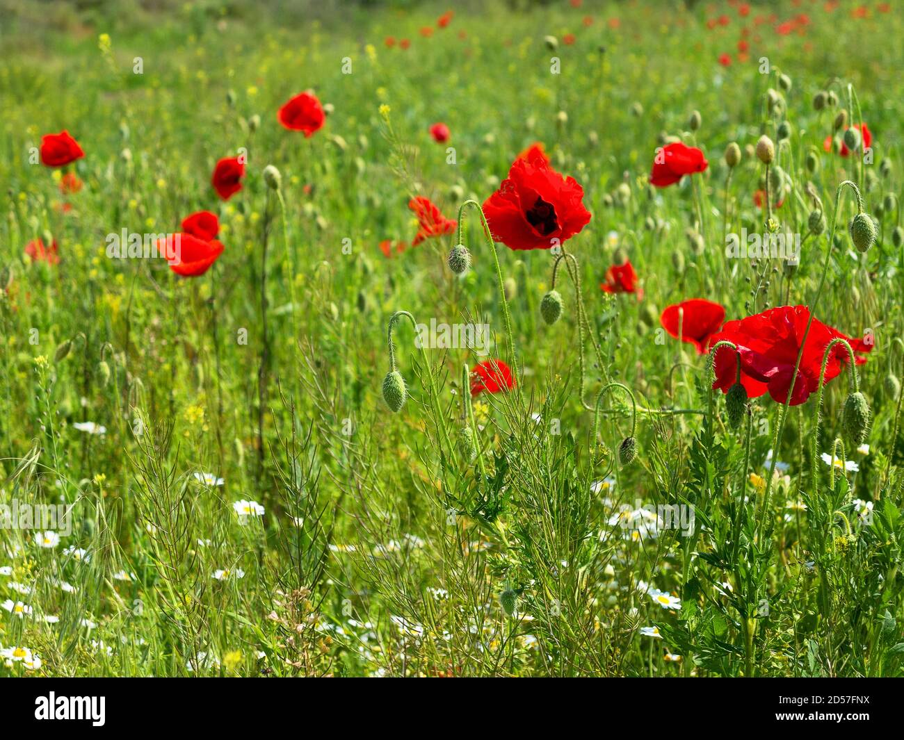 Field of Corn Poppy Flowers Papaver rhoeas in Spring Stock Photo - Alamy