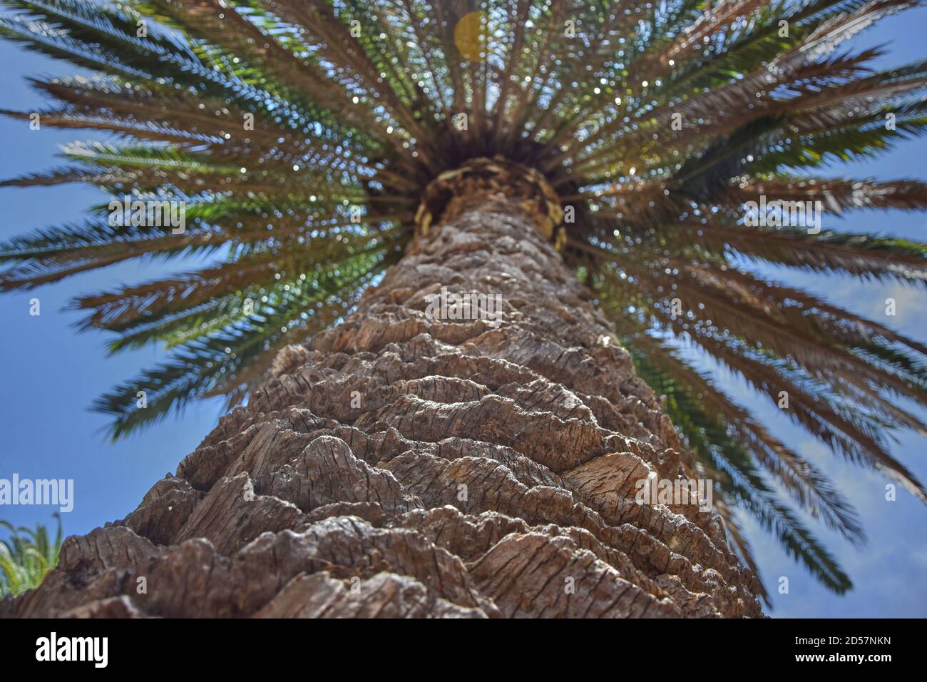Sunset shot palm tree hi-res stock photography and images - Alamy