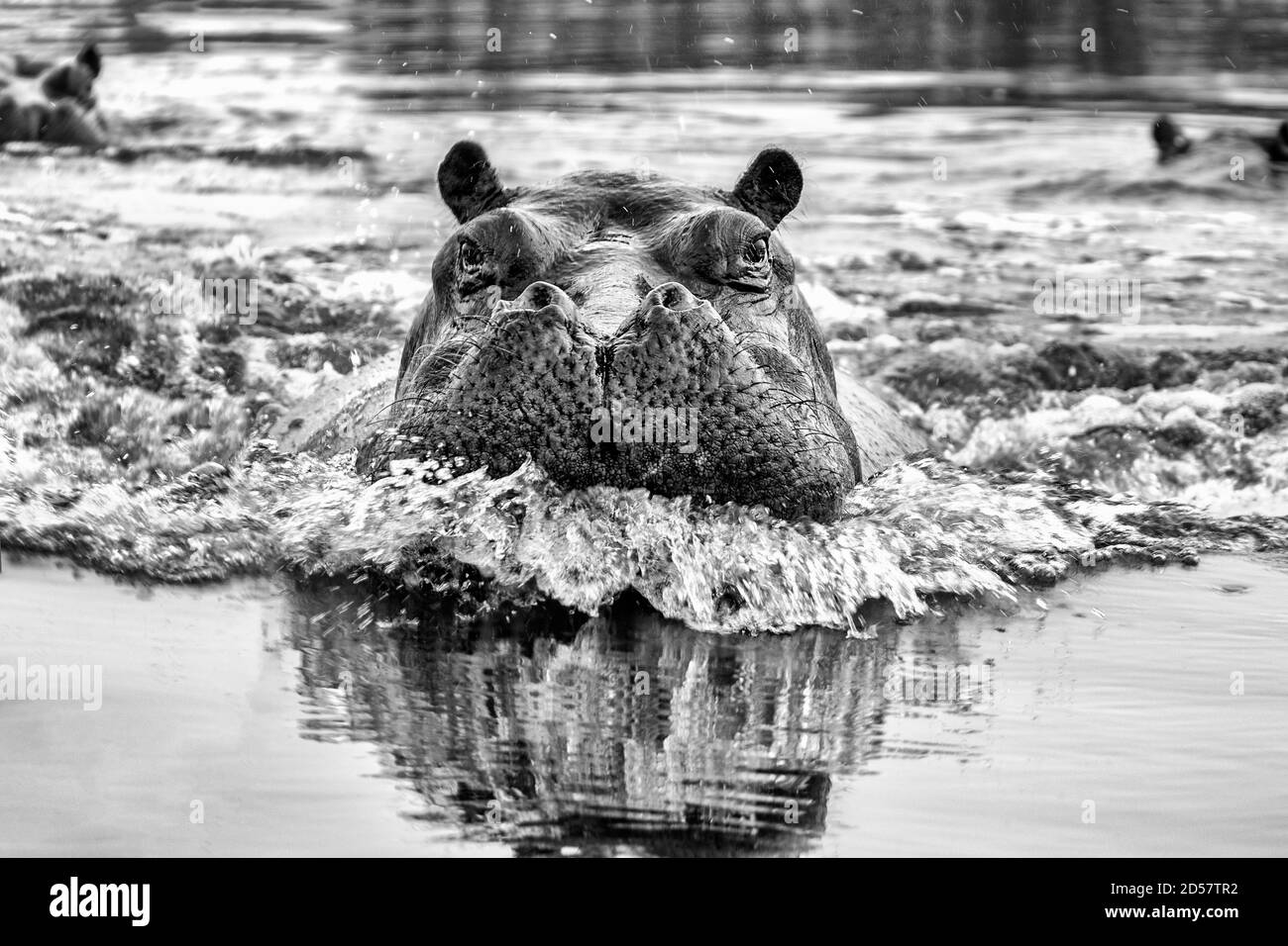 Hippopotamus facing Black and White Stock Photos & Images Alamy