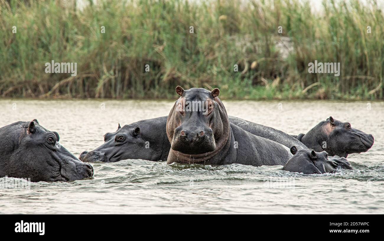 One hippo in a pod rearing up out of the water to face off a threat. Stock Photo