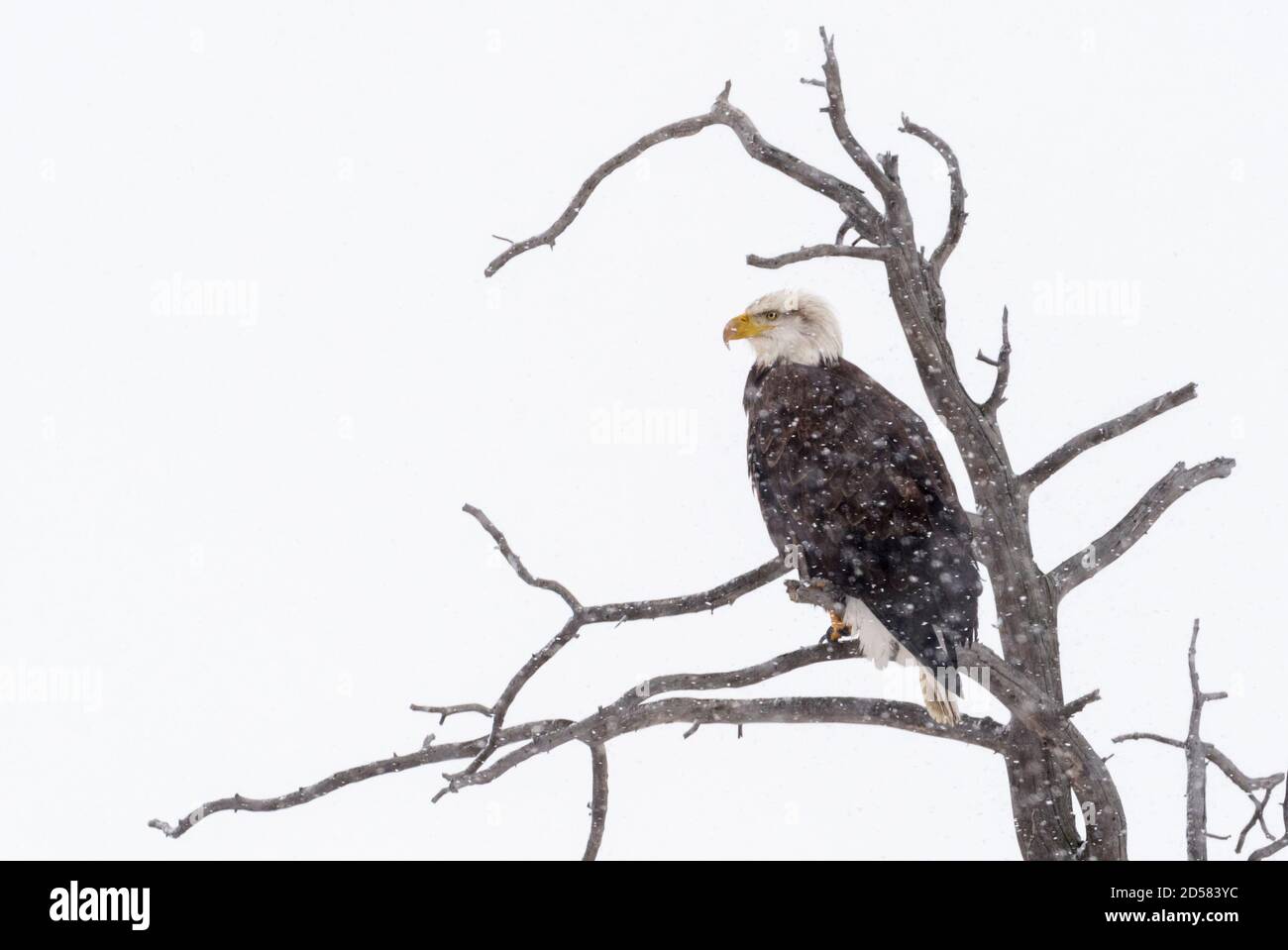 Bald Eagle (Haliaeetus leucocephalus) perched in dead tree during snow fall in winter, Yellowstone national park, Wyoming, Montana, United states of A Stock Photo