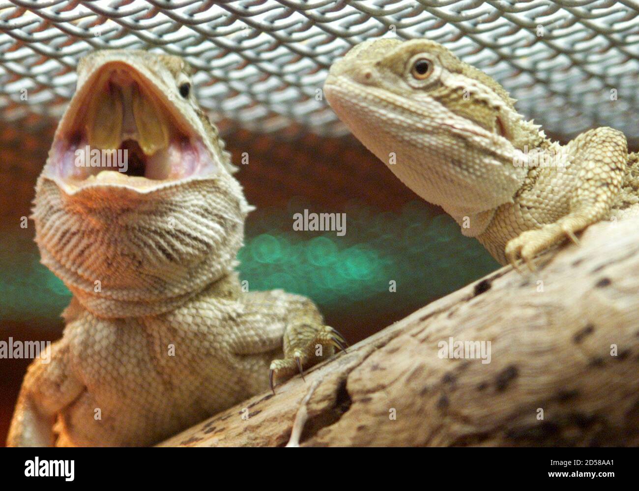 bearded dragon enclosure
