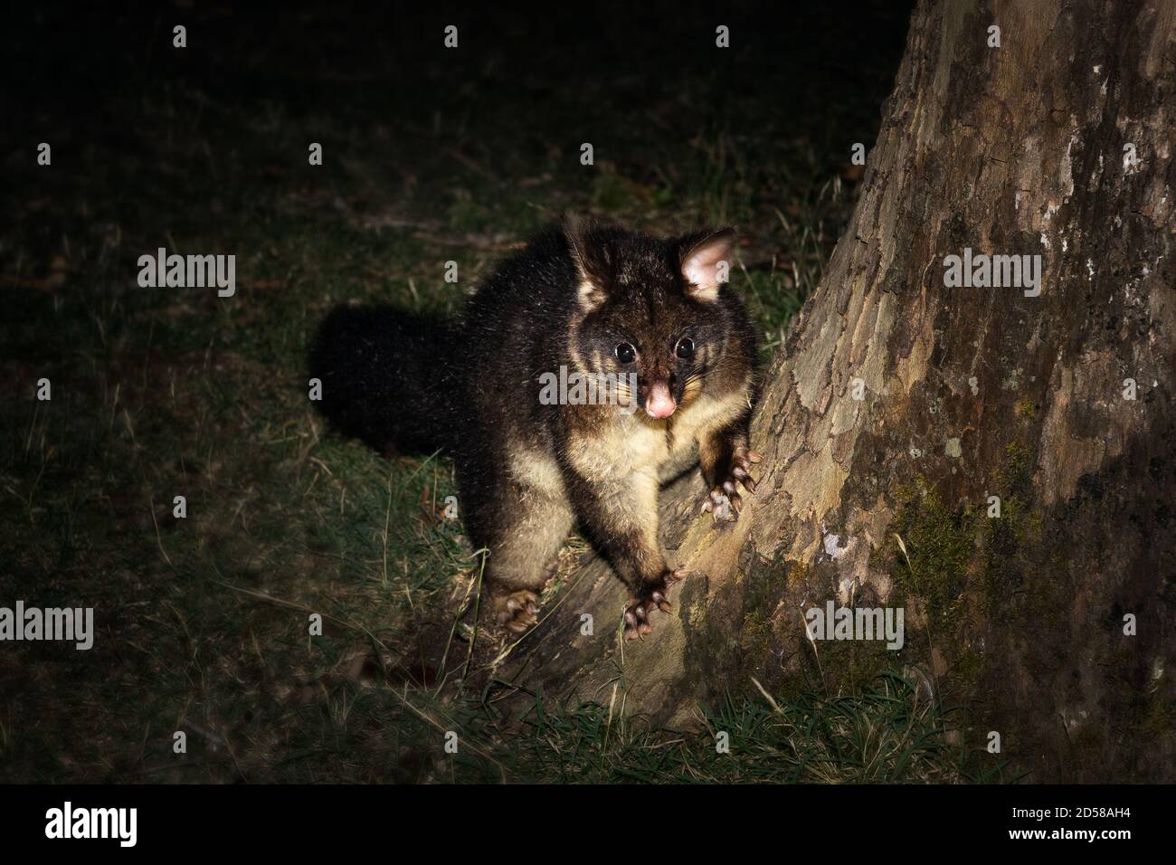 Brushtail Possum foraging at night. Stock Photo