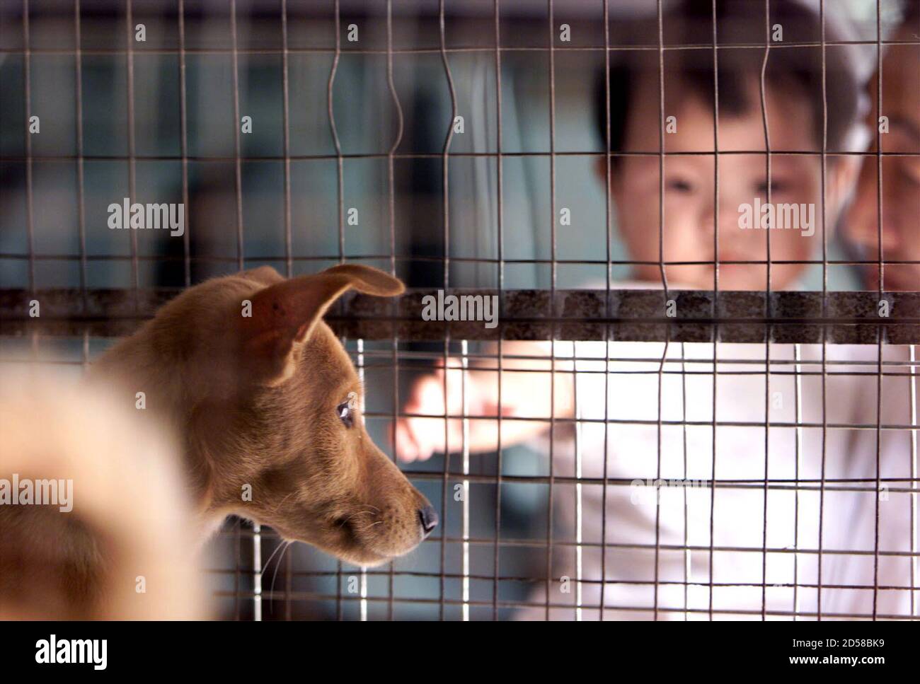 Page 8 Spca High Resolution Stock Photography And Images Alamy