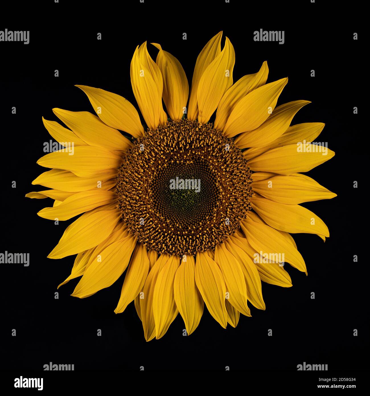 Razorsharp image of an isolated sunflower shot on a black background Stock Photo