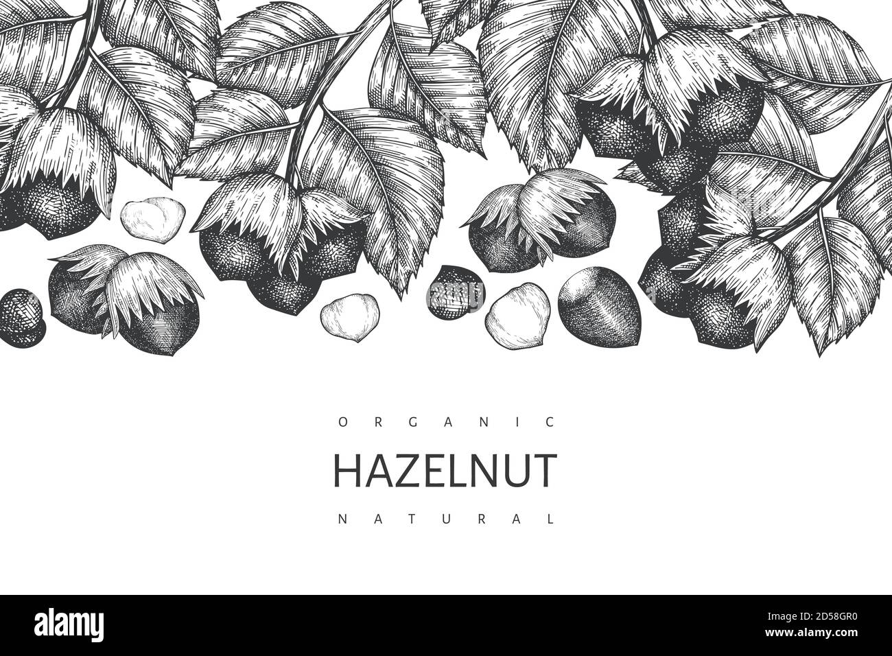 Hand drawn sketch hazelnut design template. Organic food vector ...