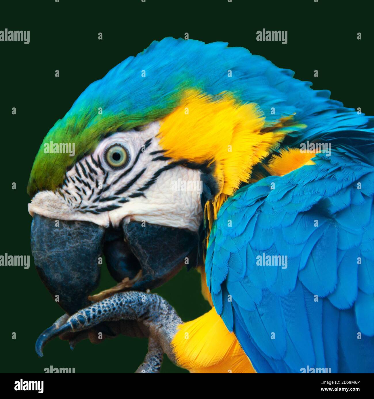 Close-up portrait of a parrot eating, South Africa Stock Photo