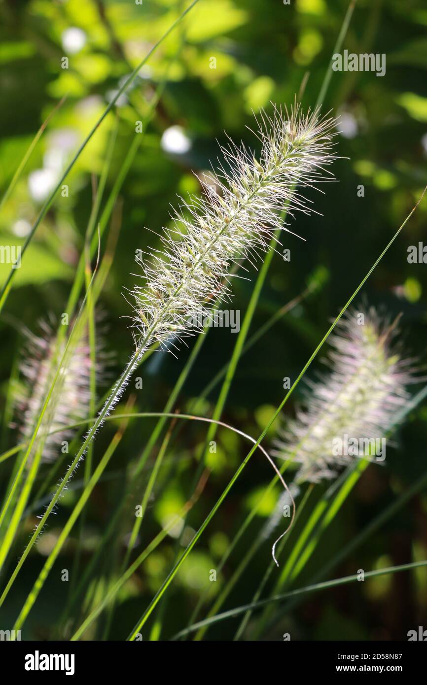 fountain grass Hameln pennisetum alopecuroides macro Stock Photo