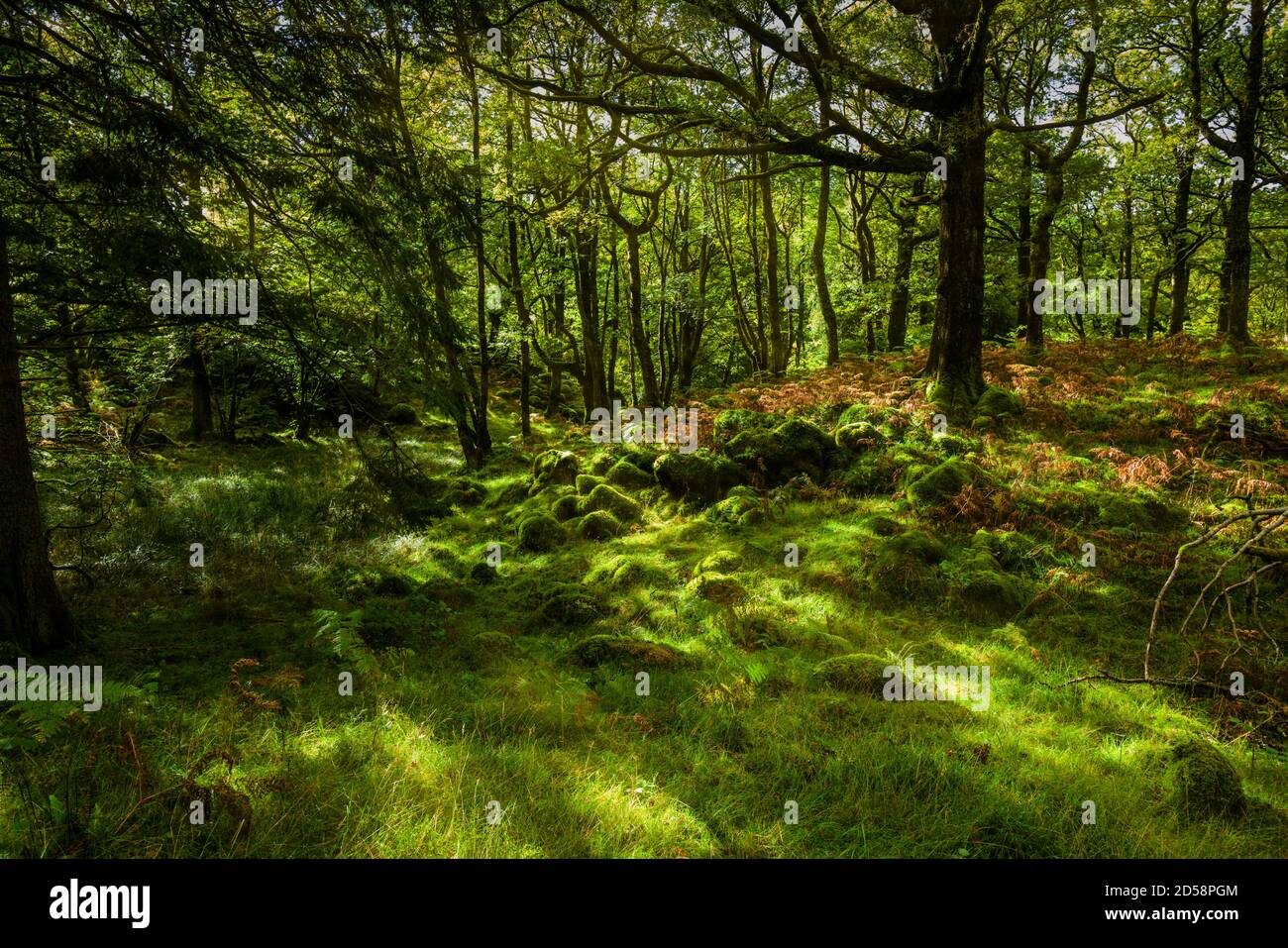 Woodland glade hires stock photography and images Alamy
