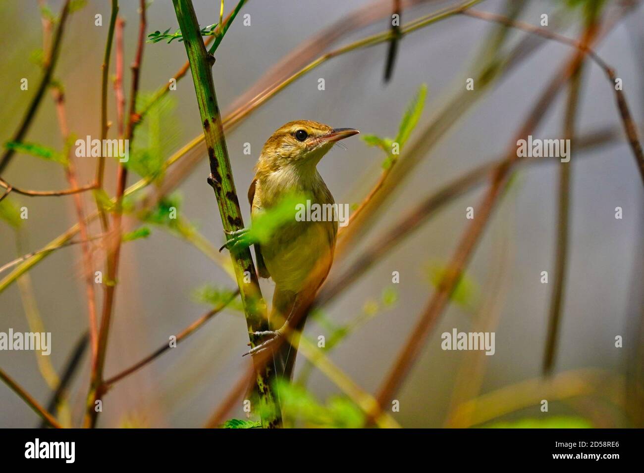 Close-up portrait of a bird on a stem, Sumbawa, Indonesia Stock Photo