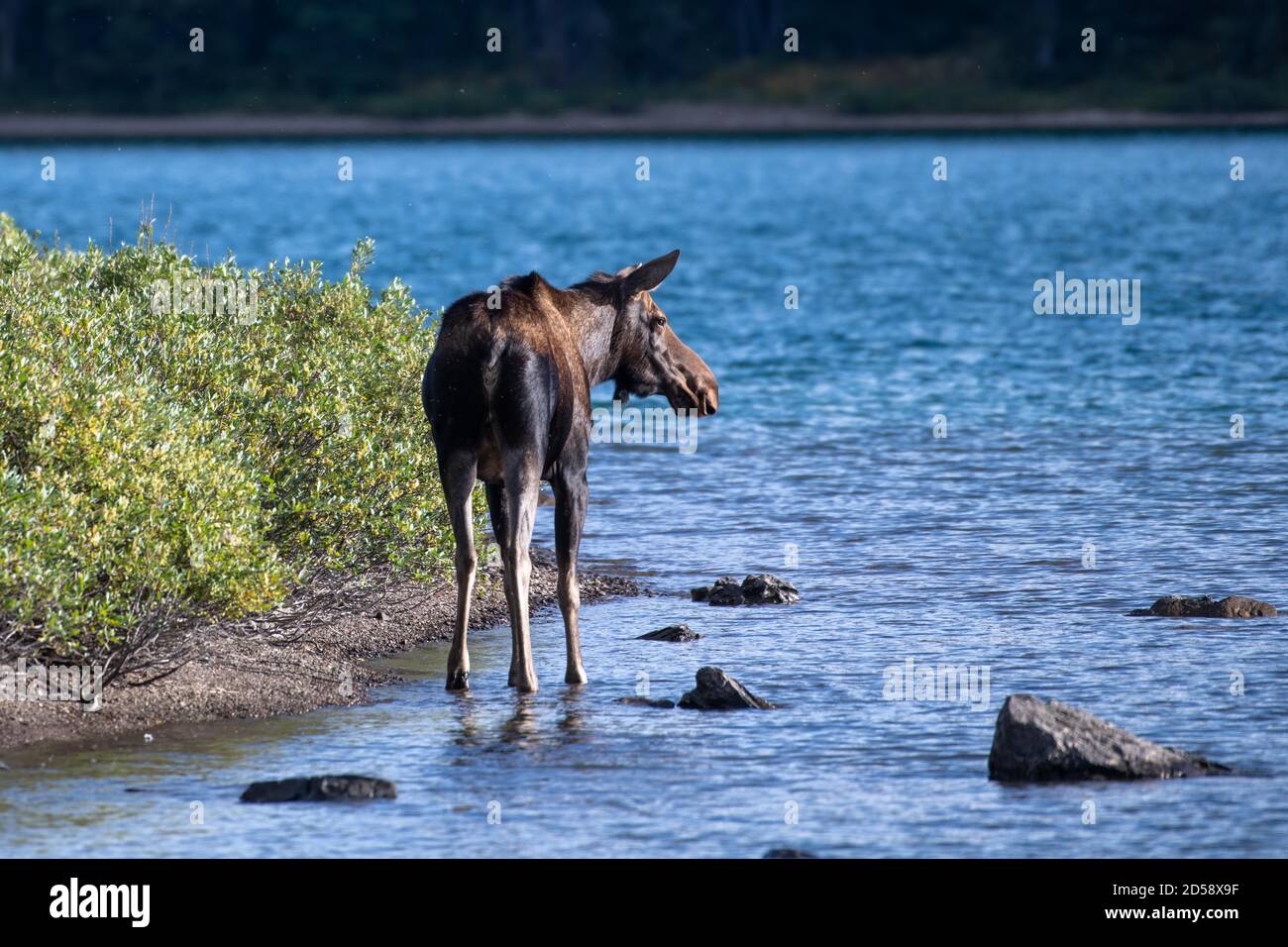 Rear view of a Canadian Moose standing in Maligne Lake, Jasper National Park, Alberta, Canada Stock Photo