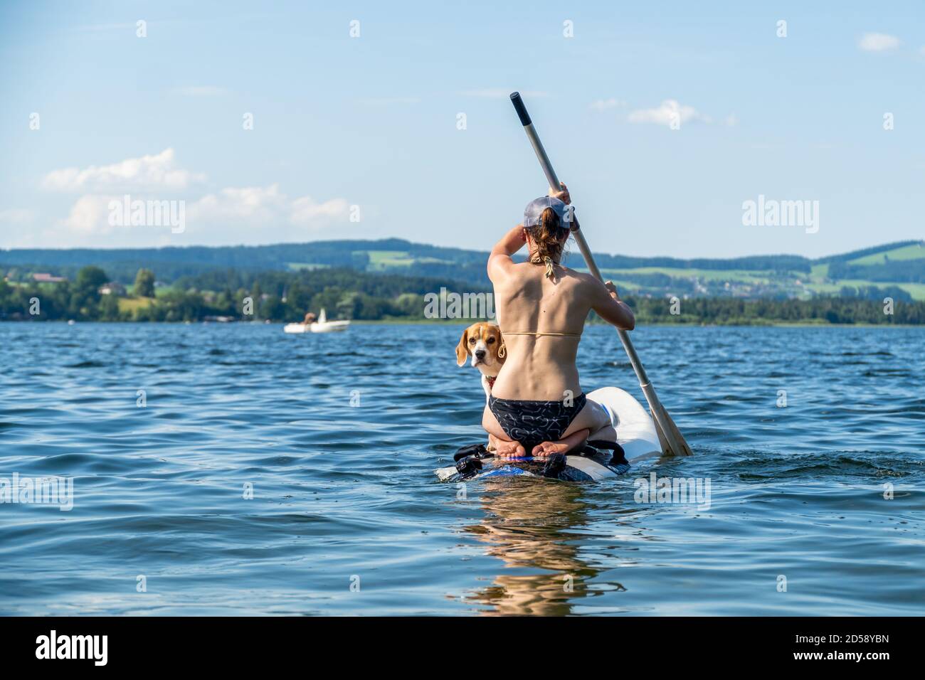 Rear view of a woman paddleboarding with her dog, Wallersee, Flachgau, Salzburg, Austria Stock Photo